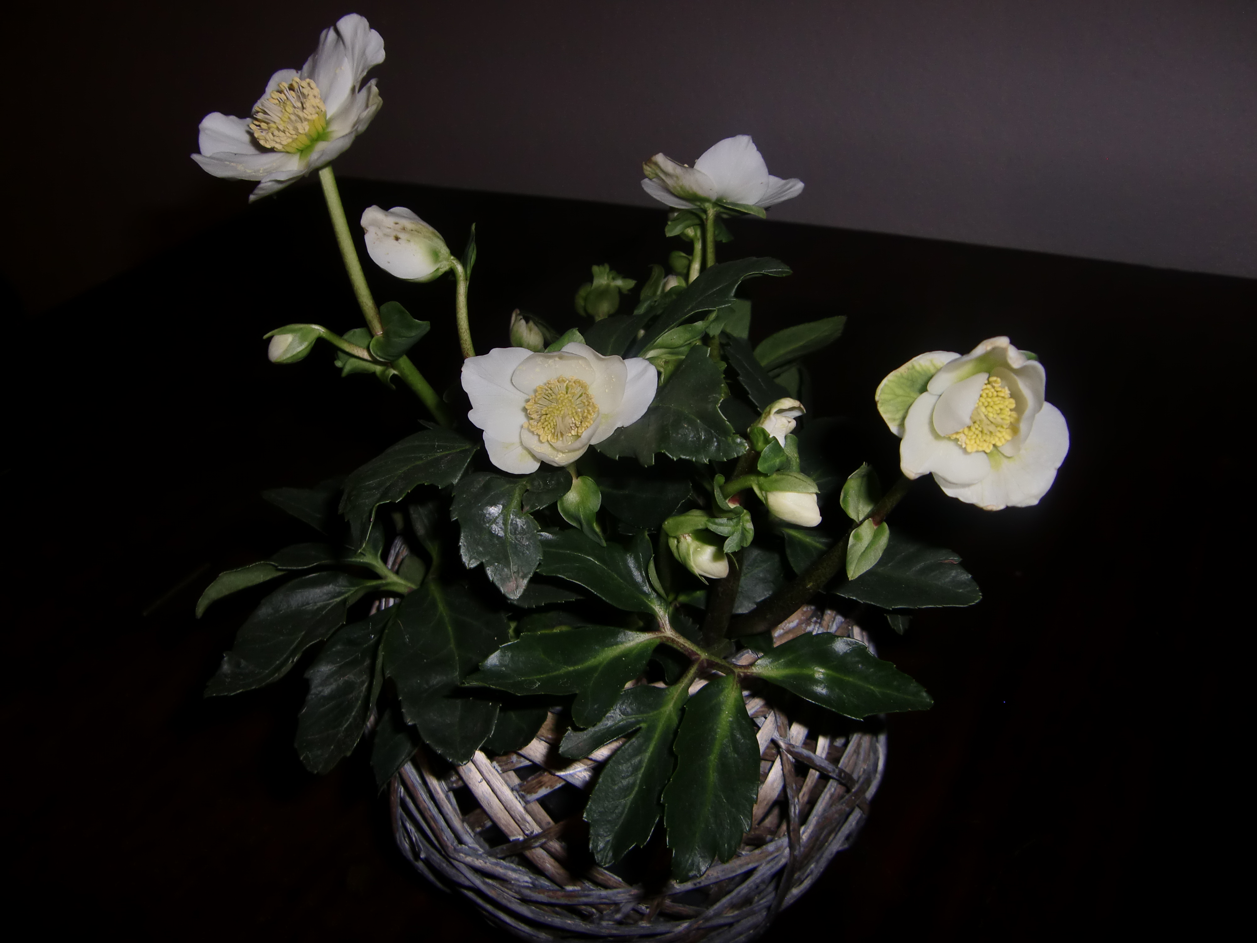 Christrose CIMG3289
