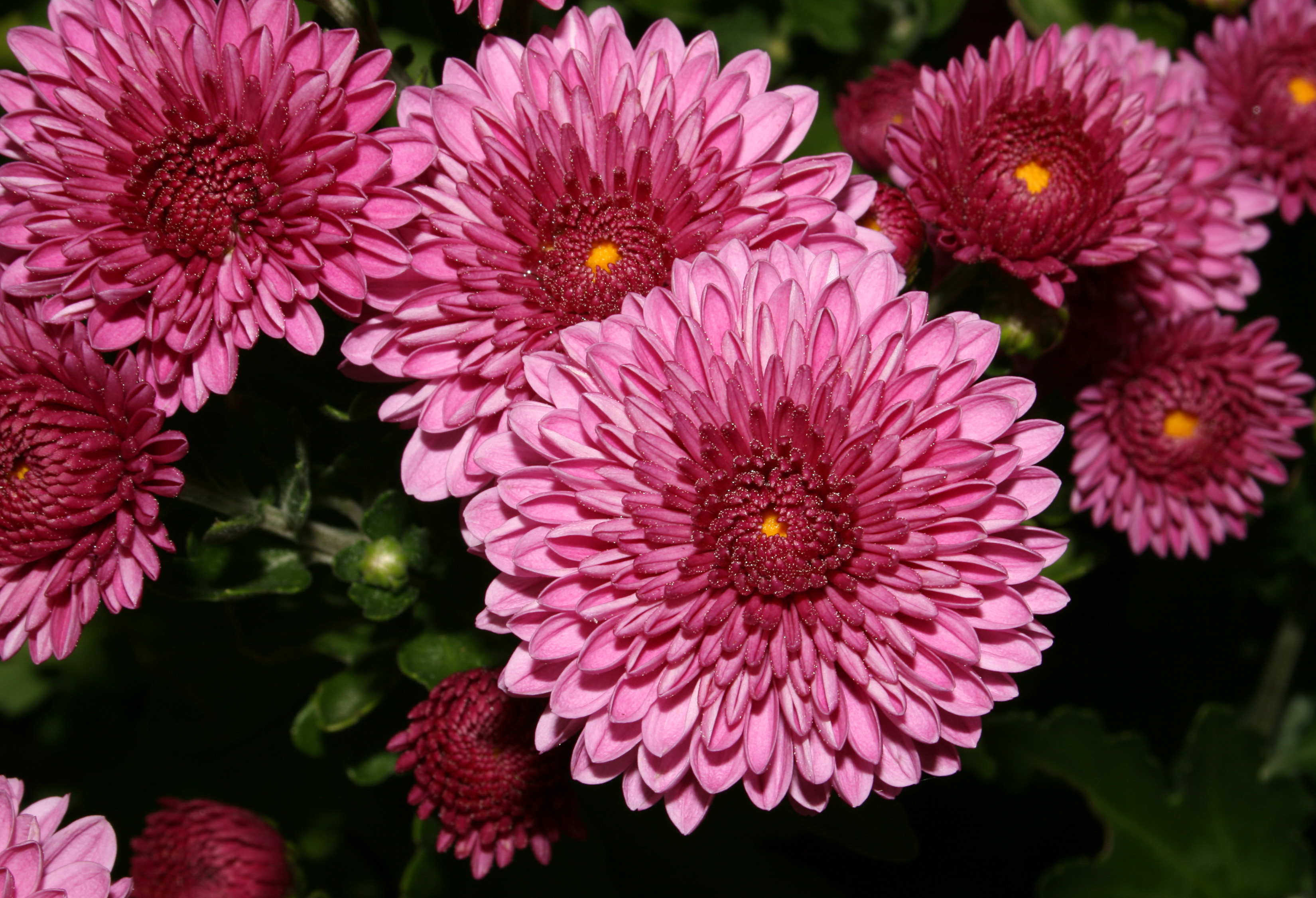 Chrysanthemum (0883)-Relic38