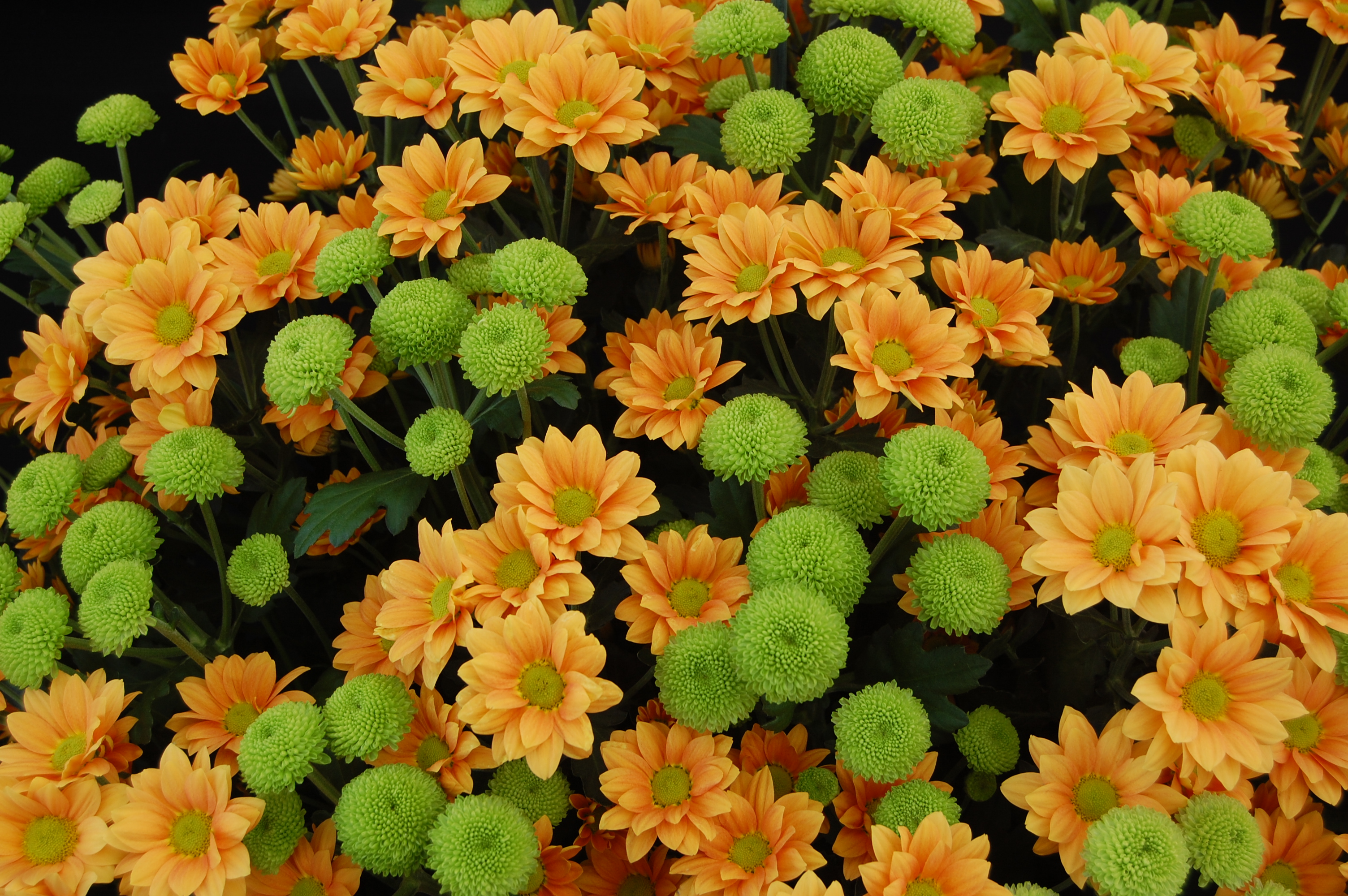 Chrysanthemum 'Enbee Wedding Golden' and 'Feeling Green'