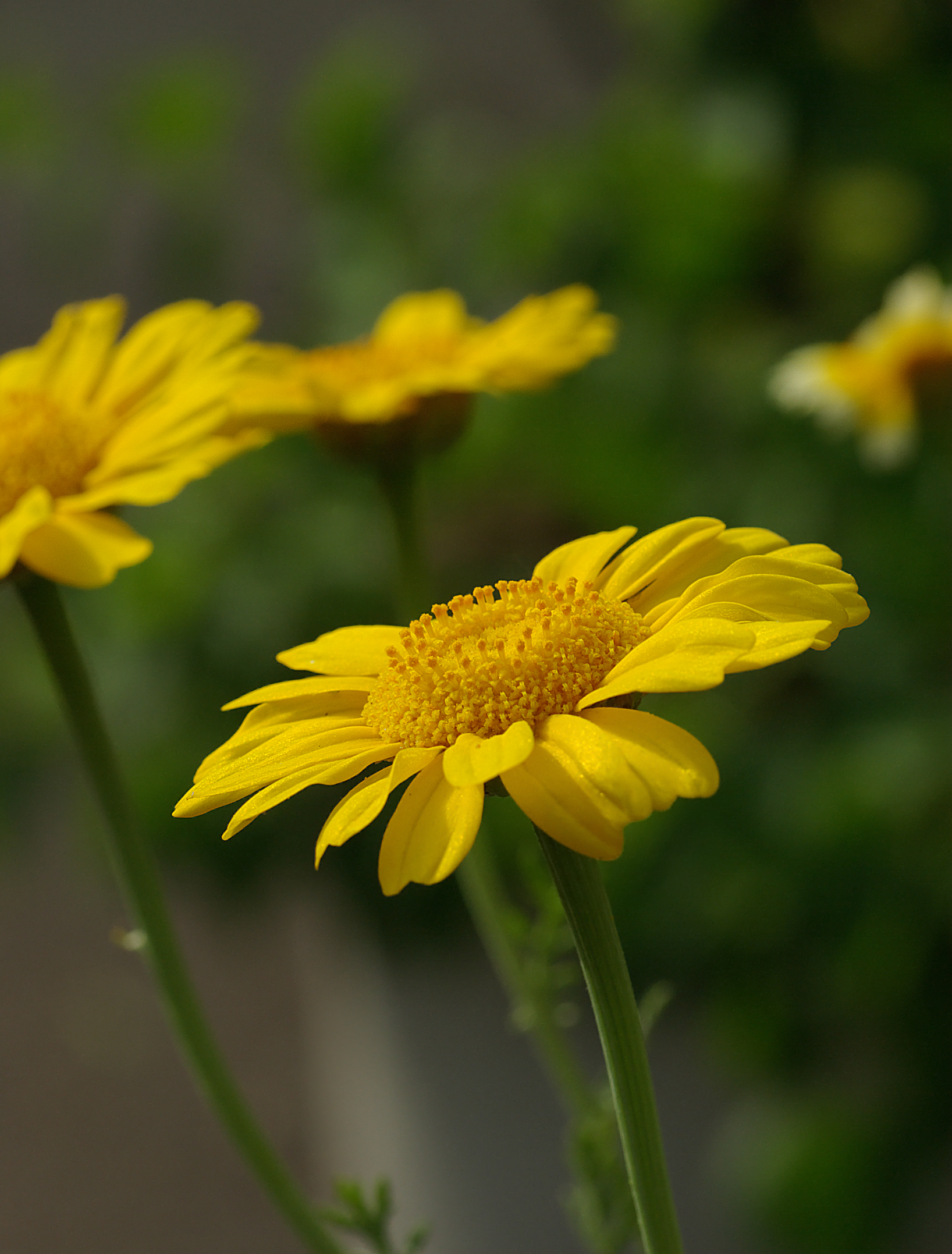 Chrysanthemum coronarium May 2008