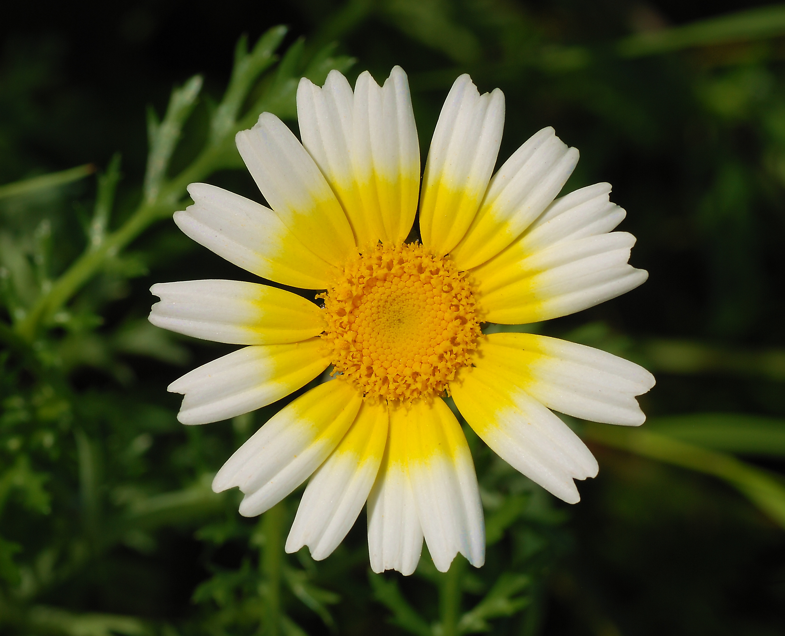 Chrysanthemum February 2008-3