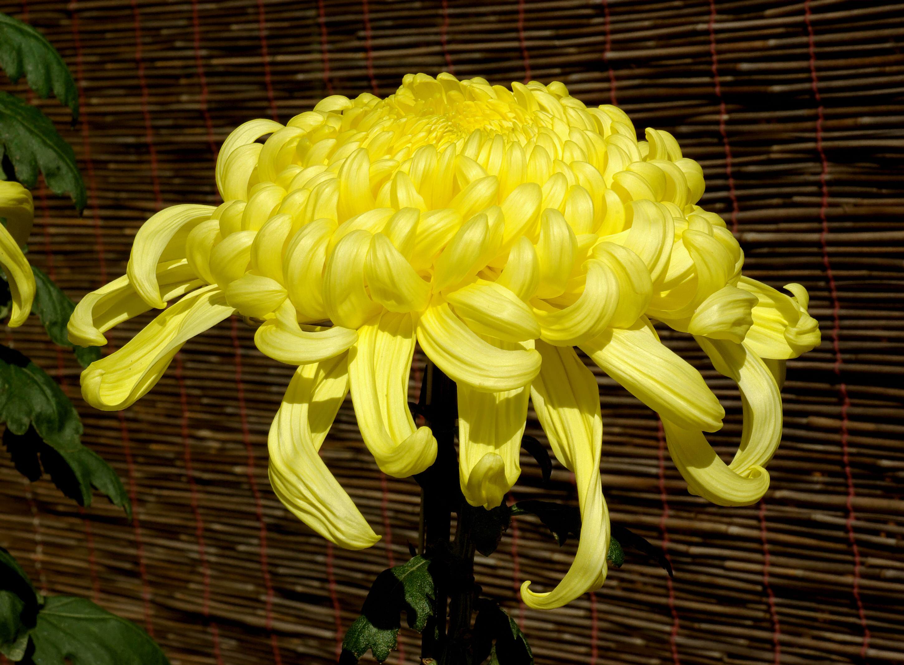 Chrysanthemum November 2007 Osaka Japan