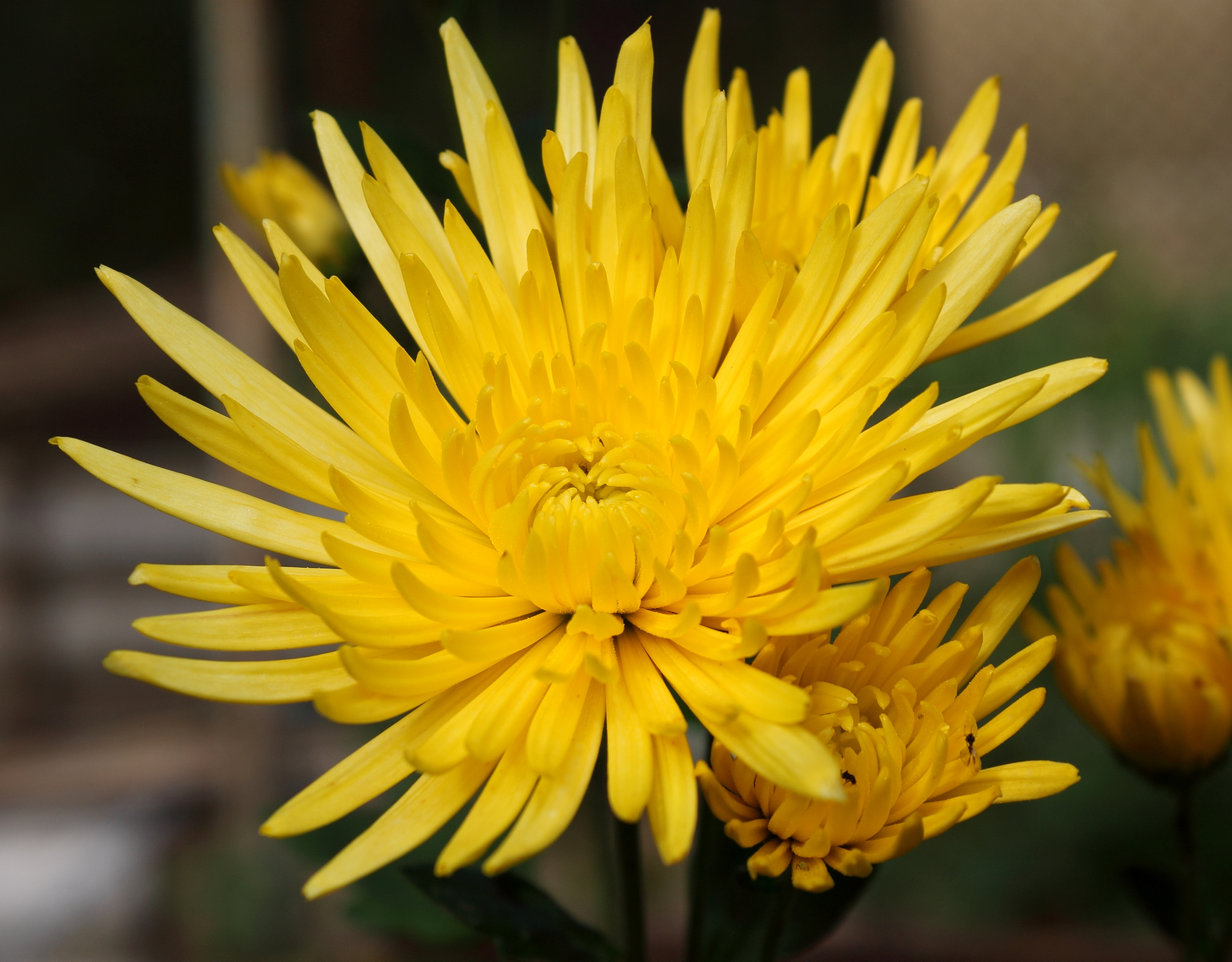 Chrysanthemum November 2015 Sochi