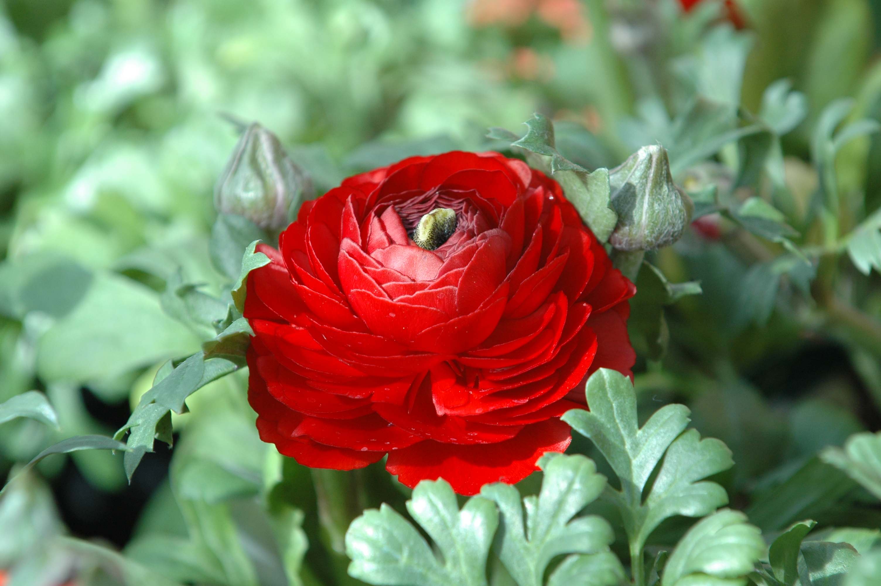 Chrysanthemum rose