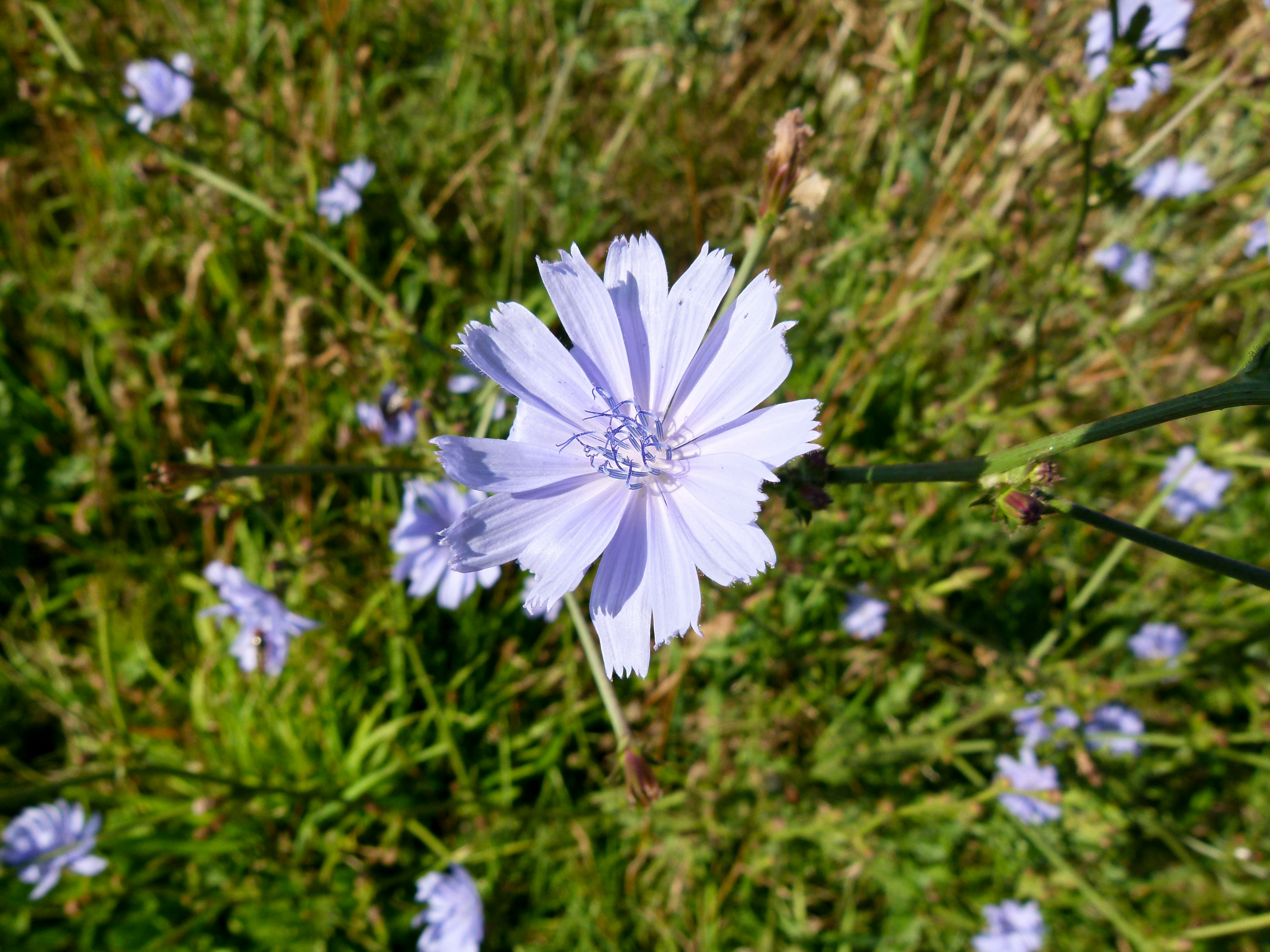 Cichorium intybus - Chicory flower - Wegwarte 03