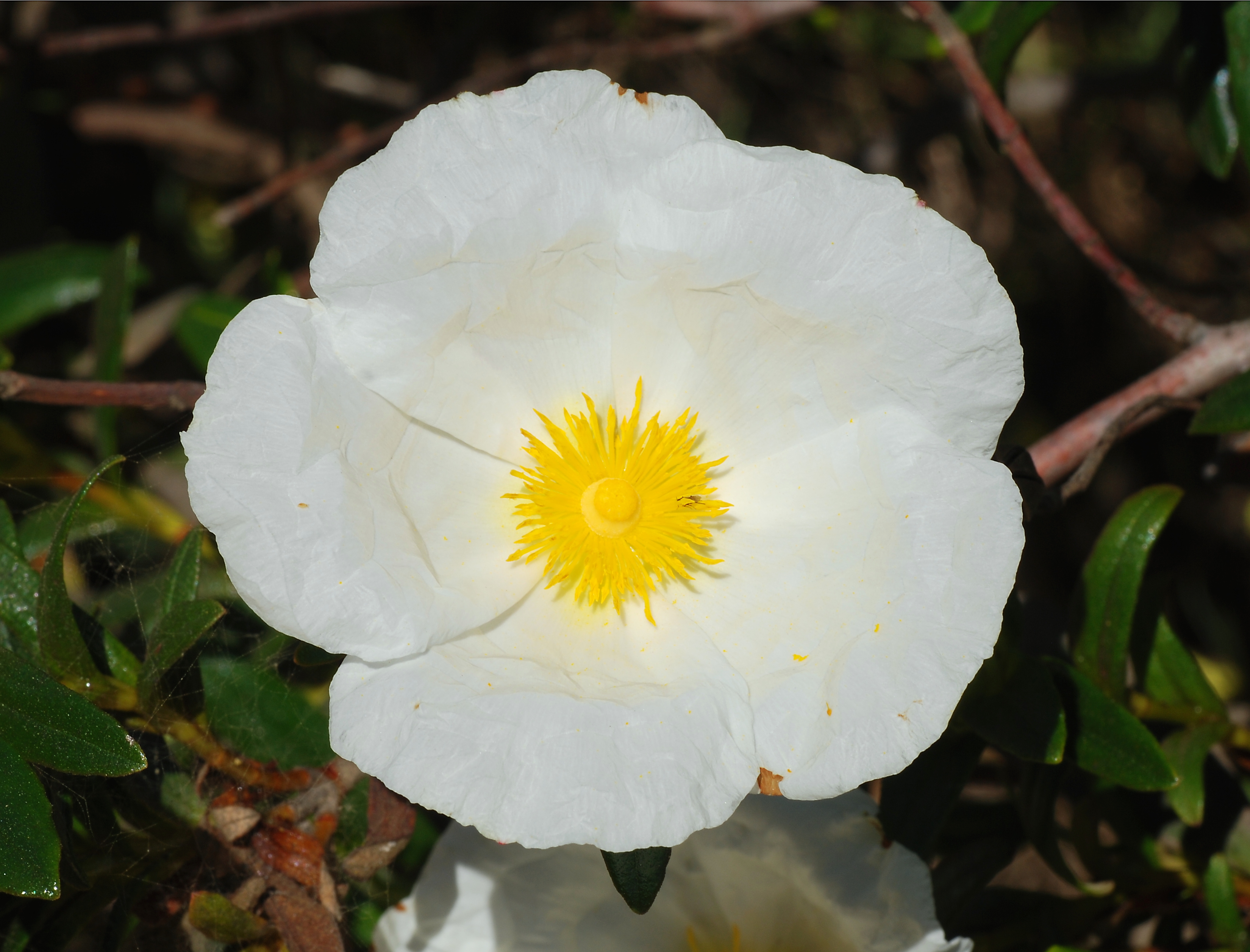 Cistus April 2008-2