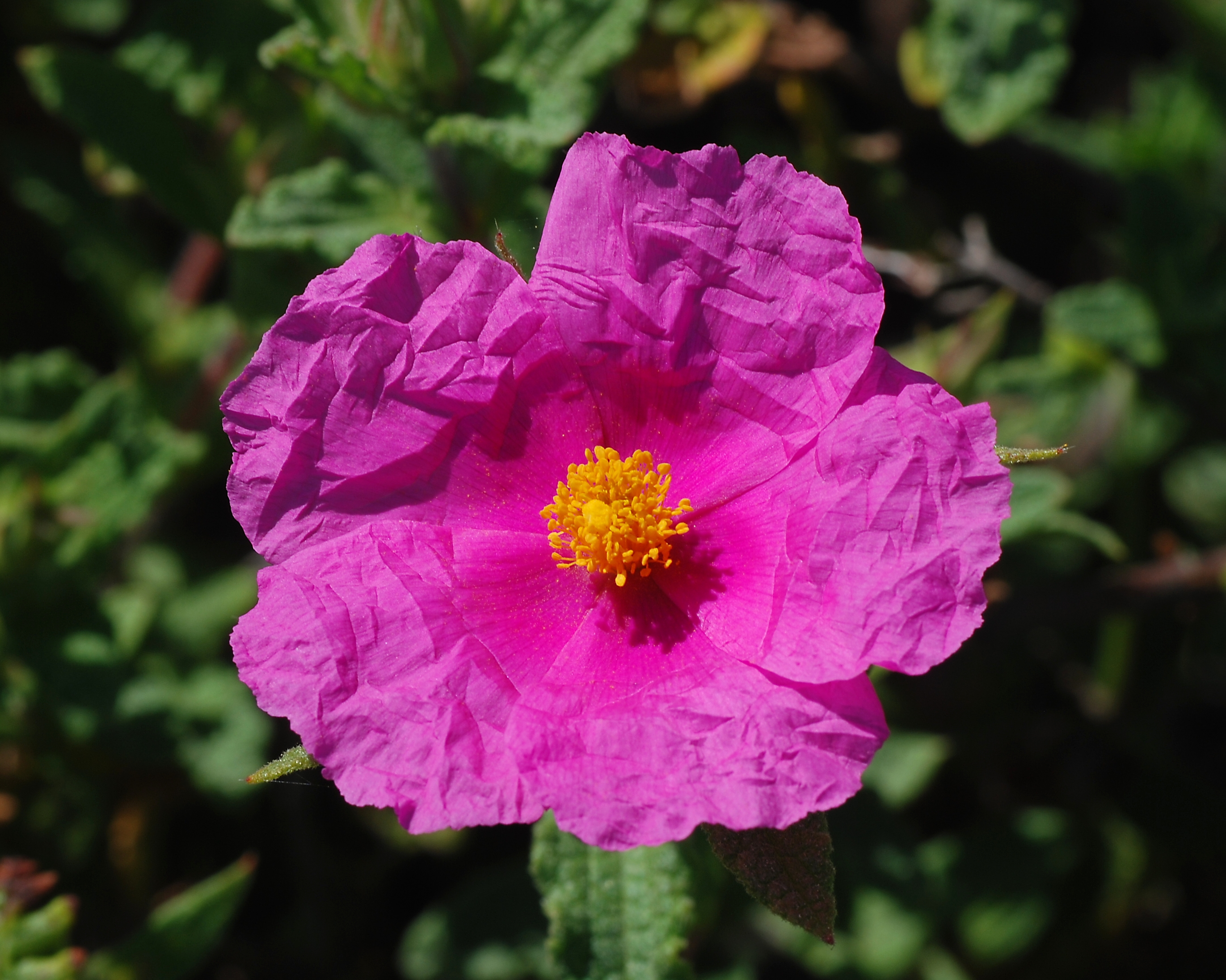 Cistus April 2008-3