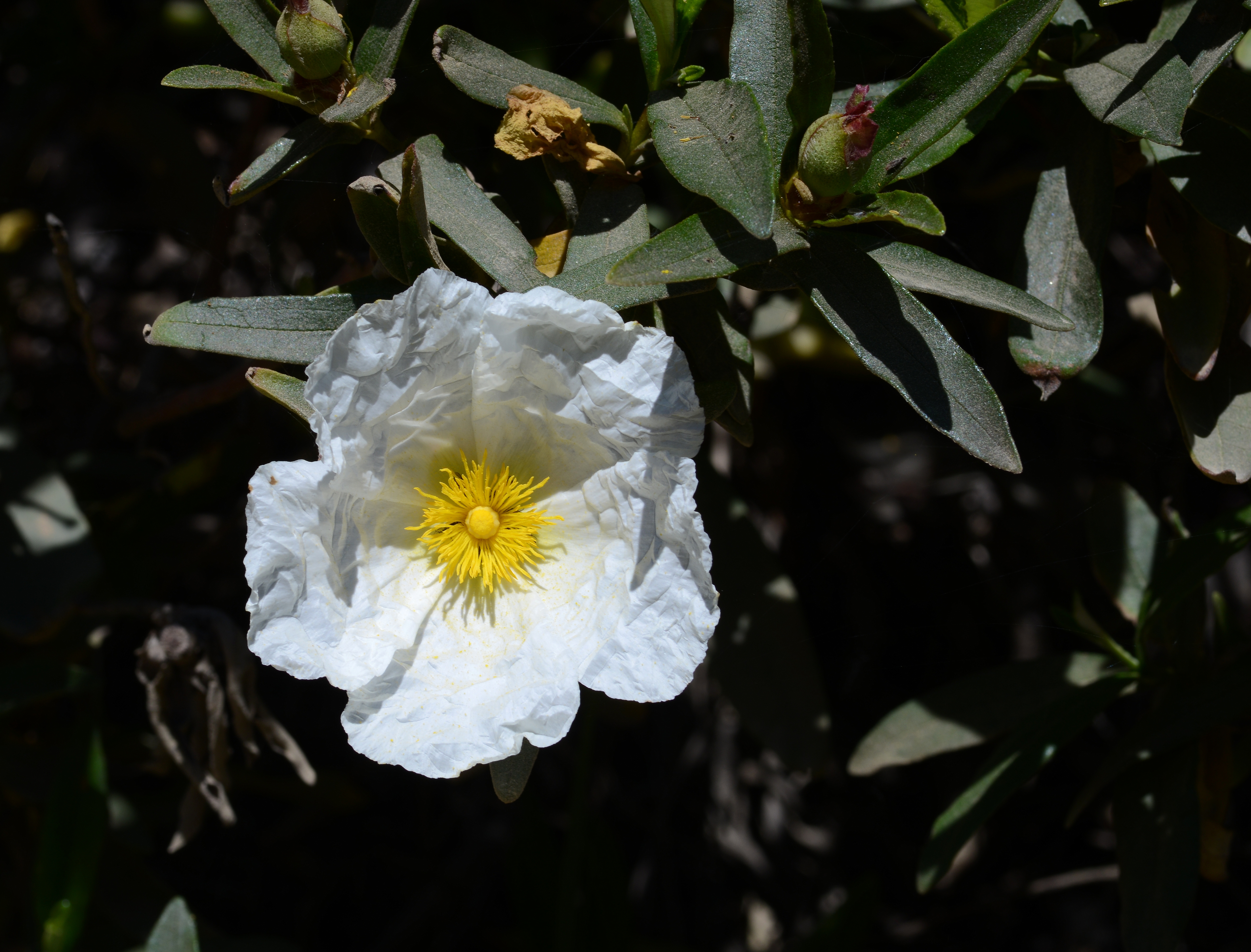 Cistus May 2014-6