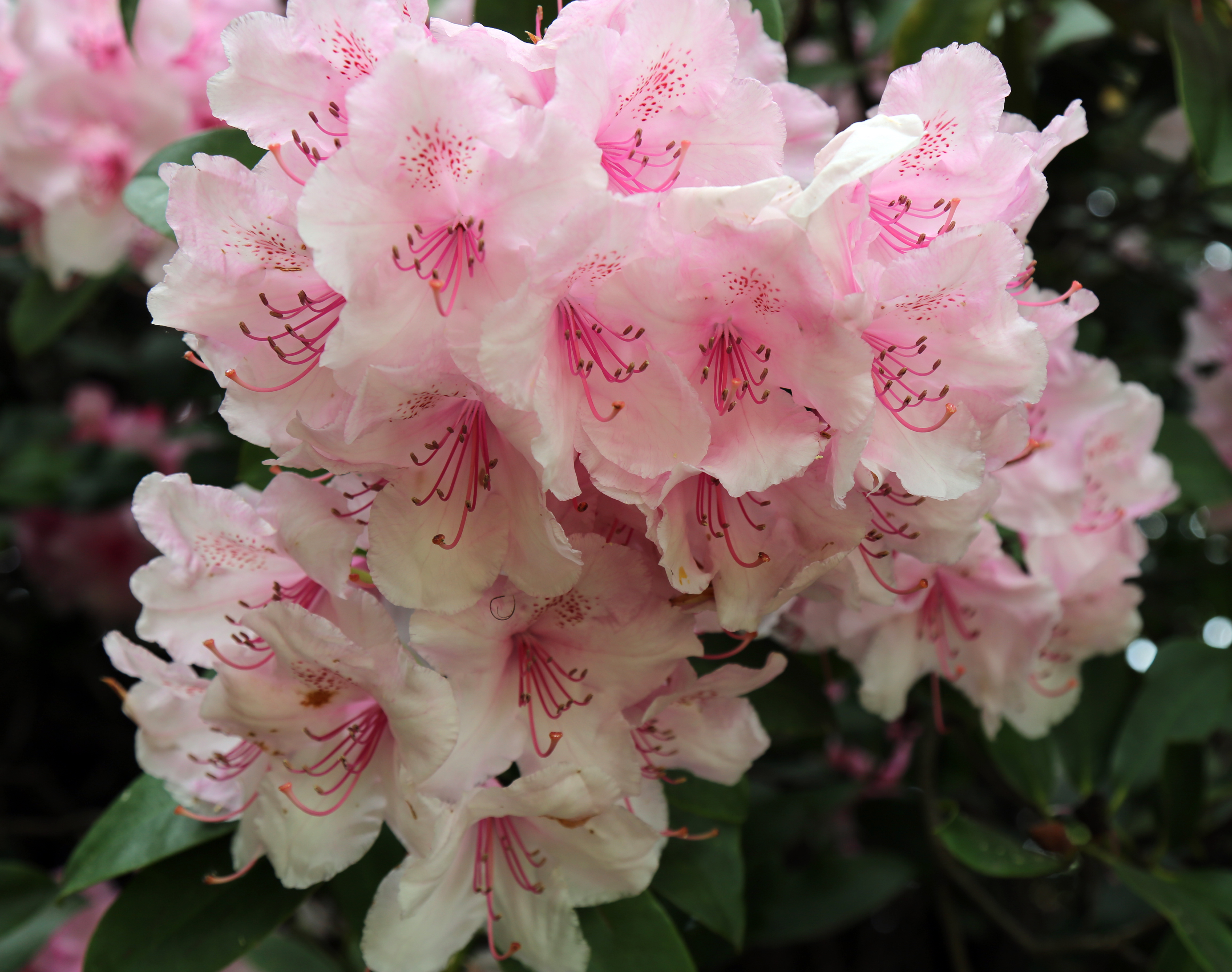 City of London Cemetery - flowering shrubs 08 Detail