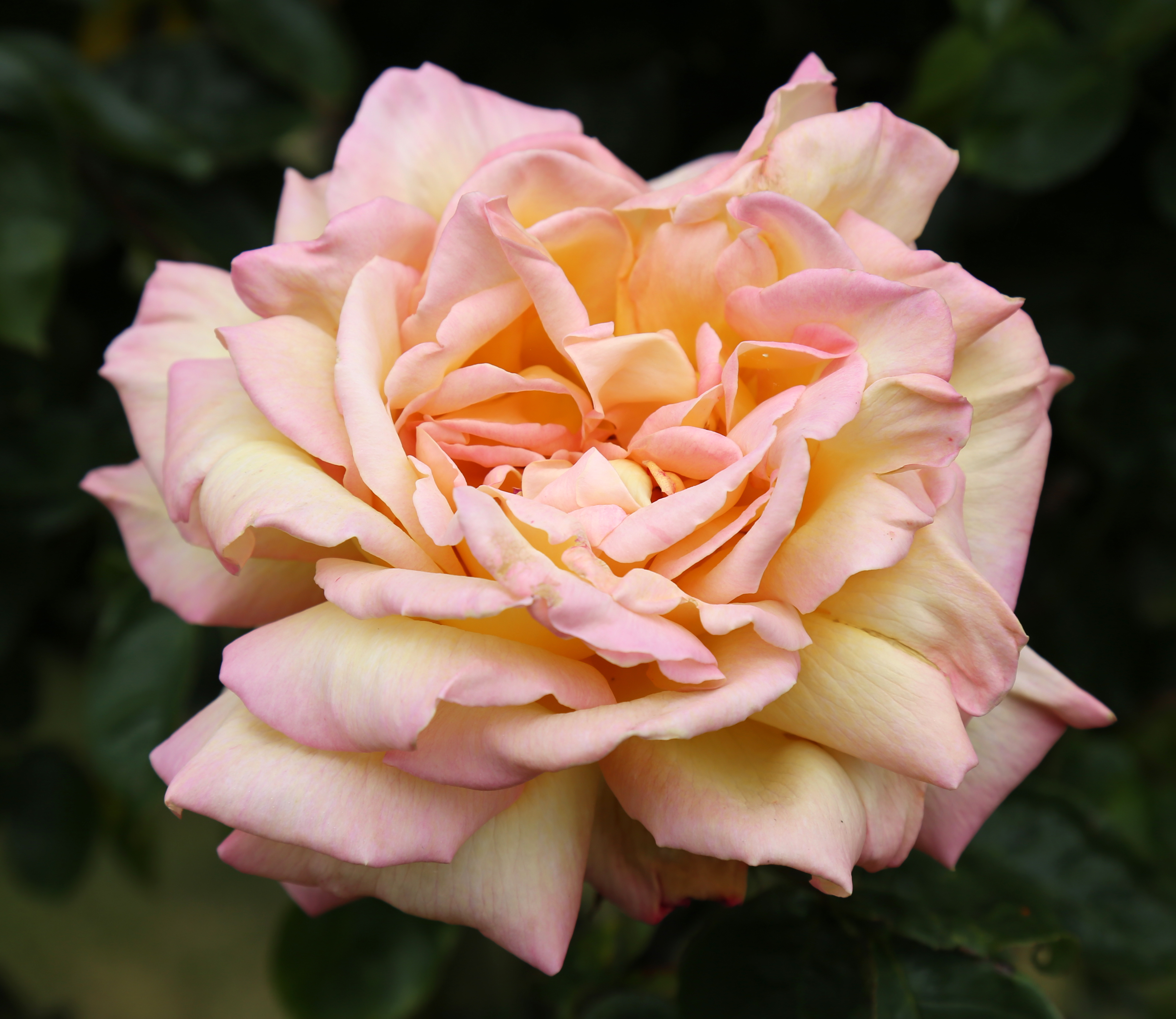 City of London Cemetery - flowering shrubs 17 Rose, Detail 01
