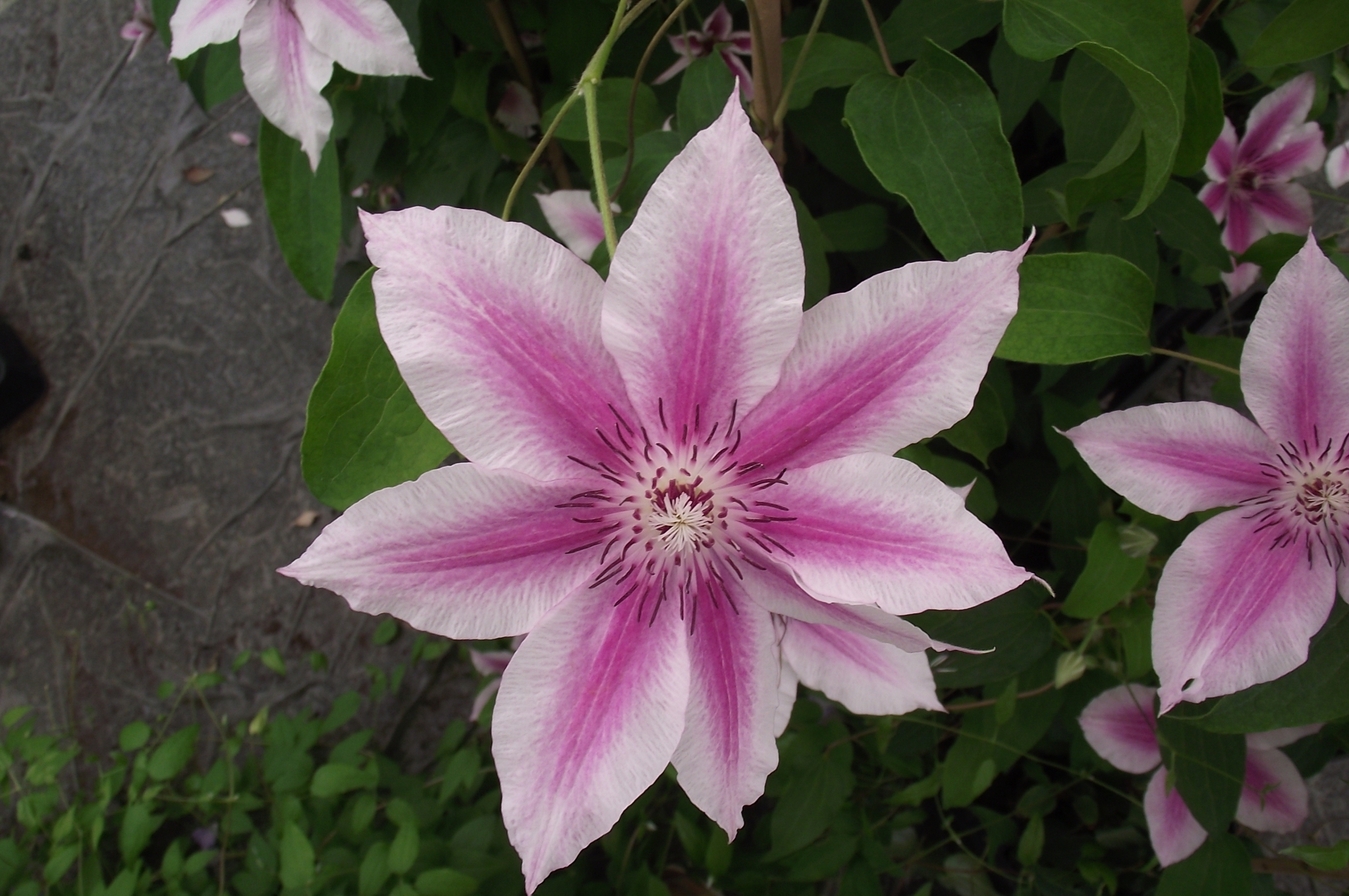 Clématite Patens X 'carnaby'