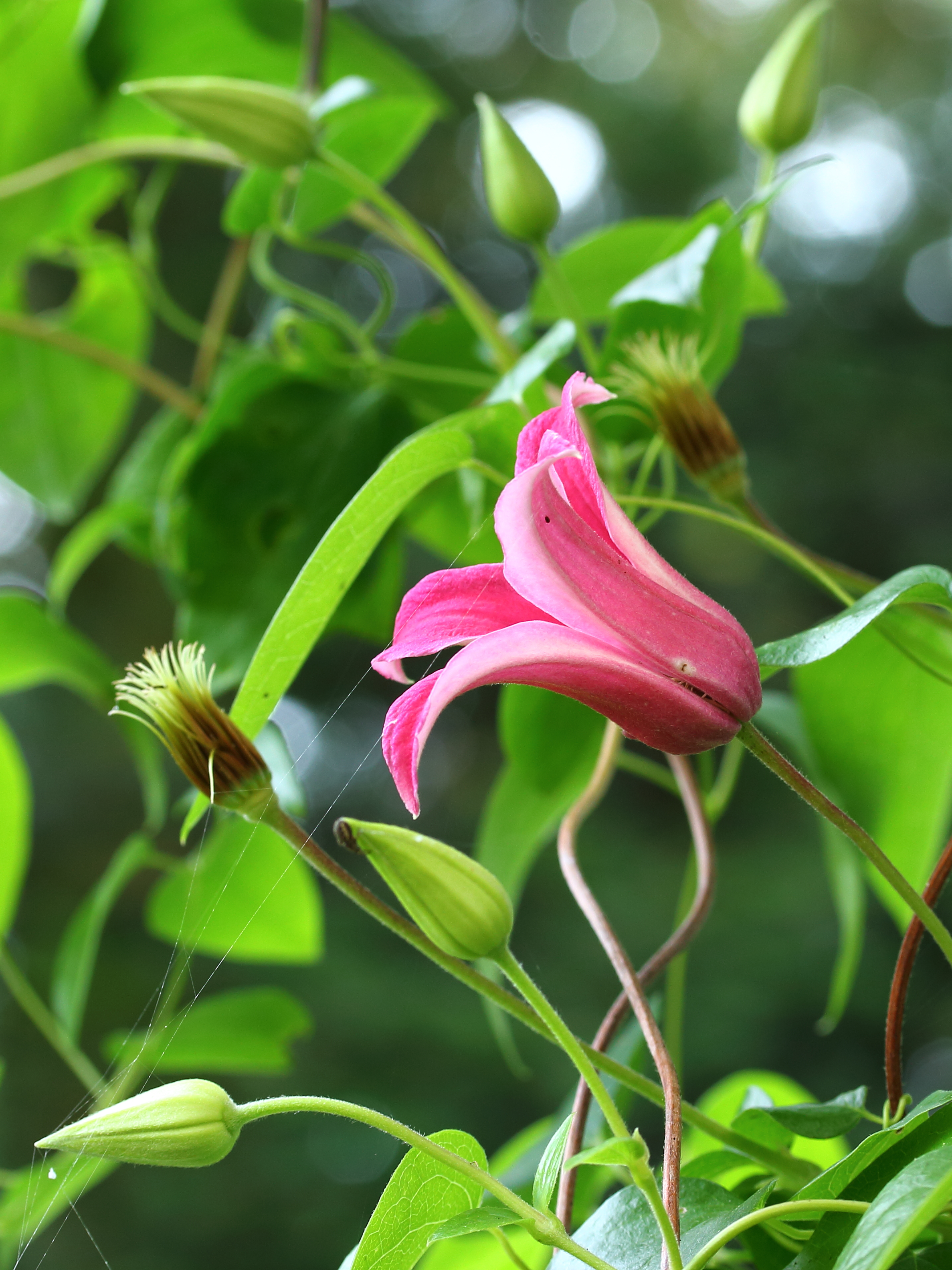 Clematis 'Princess Diana'