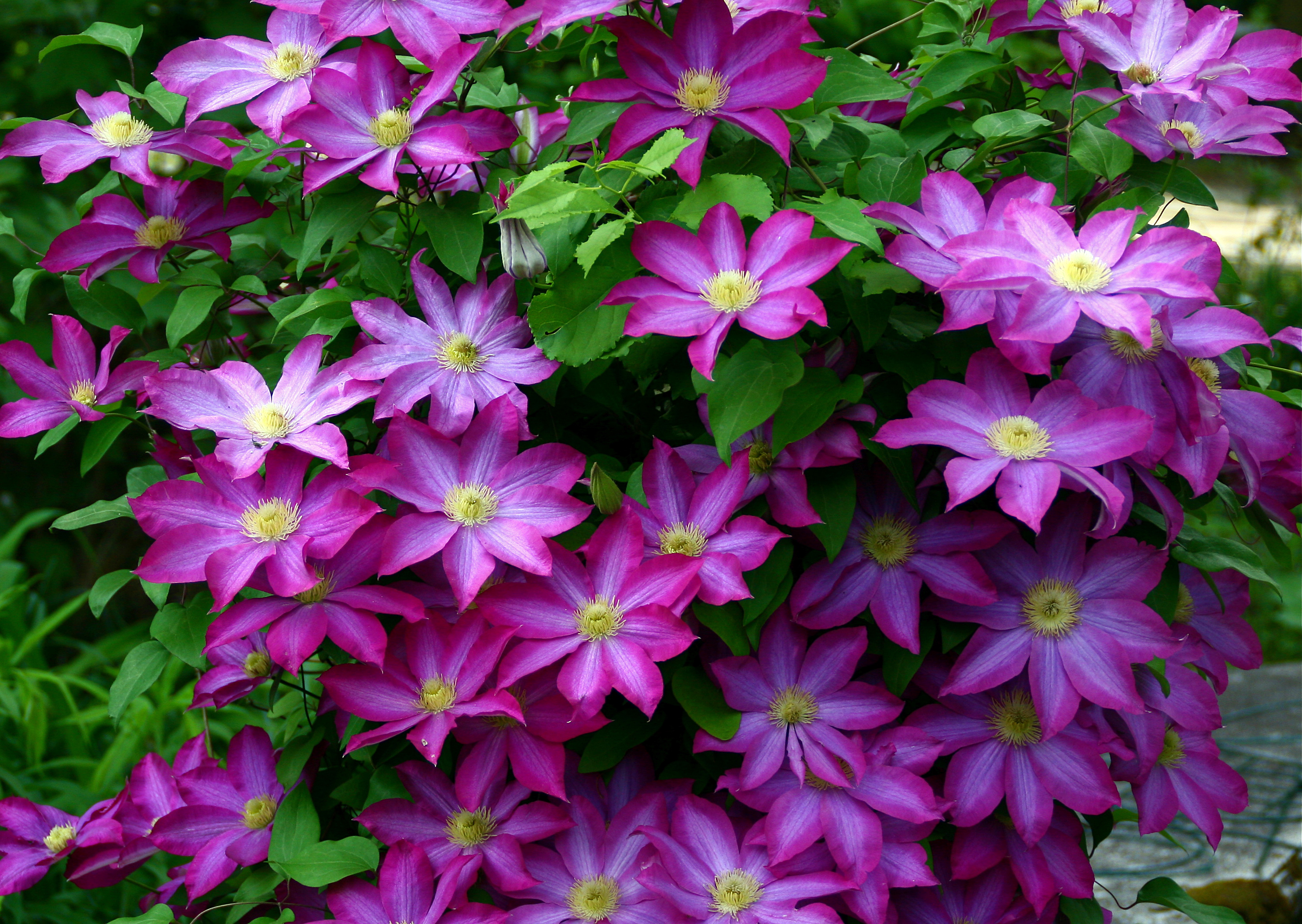 Clematis Kakio (2)
