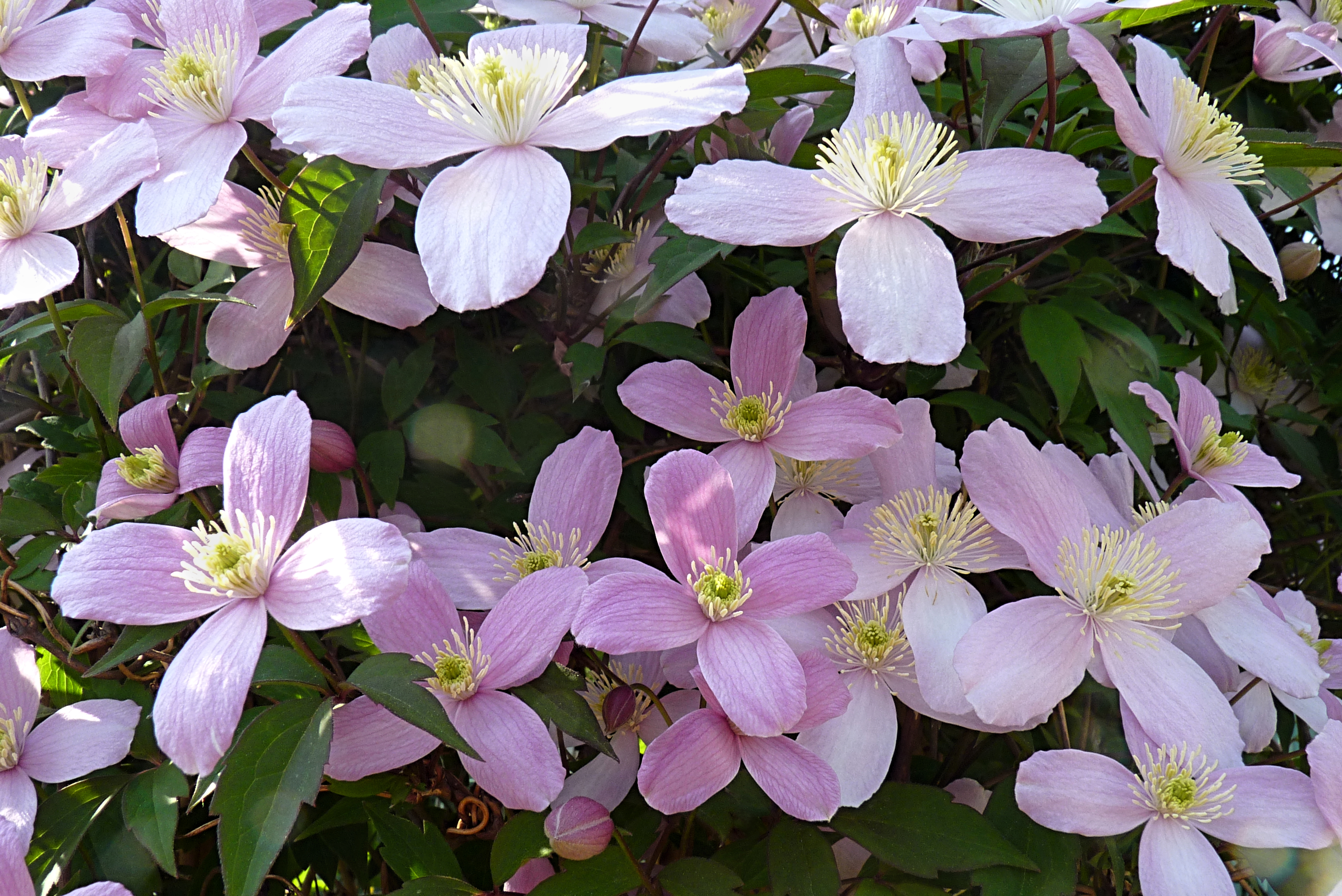 Clematis montana 'Elisabeth' J2