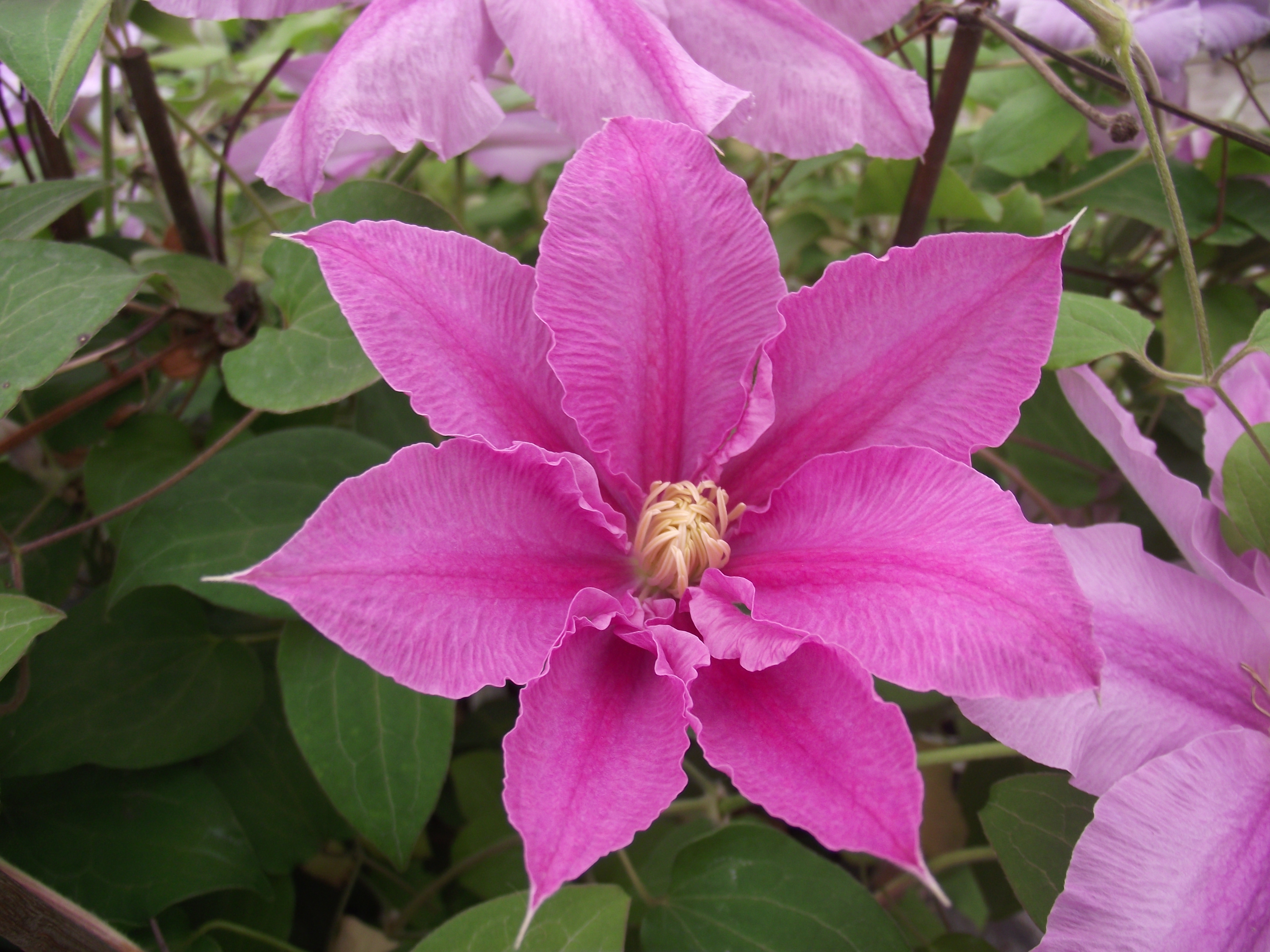 Clematis patens Abilène