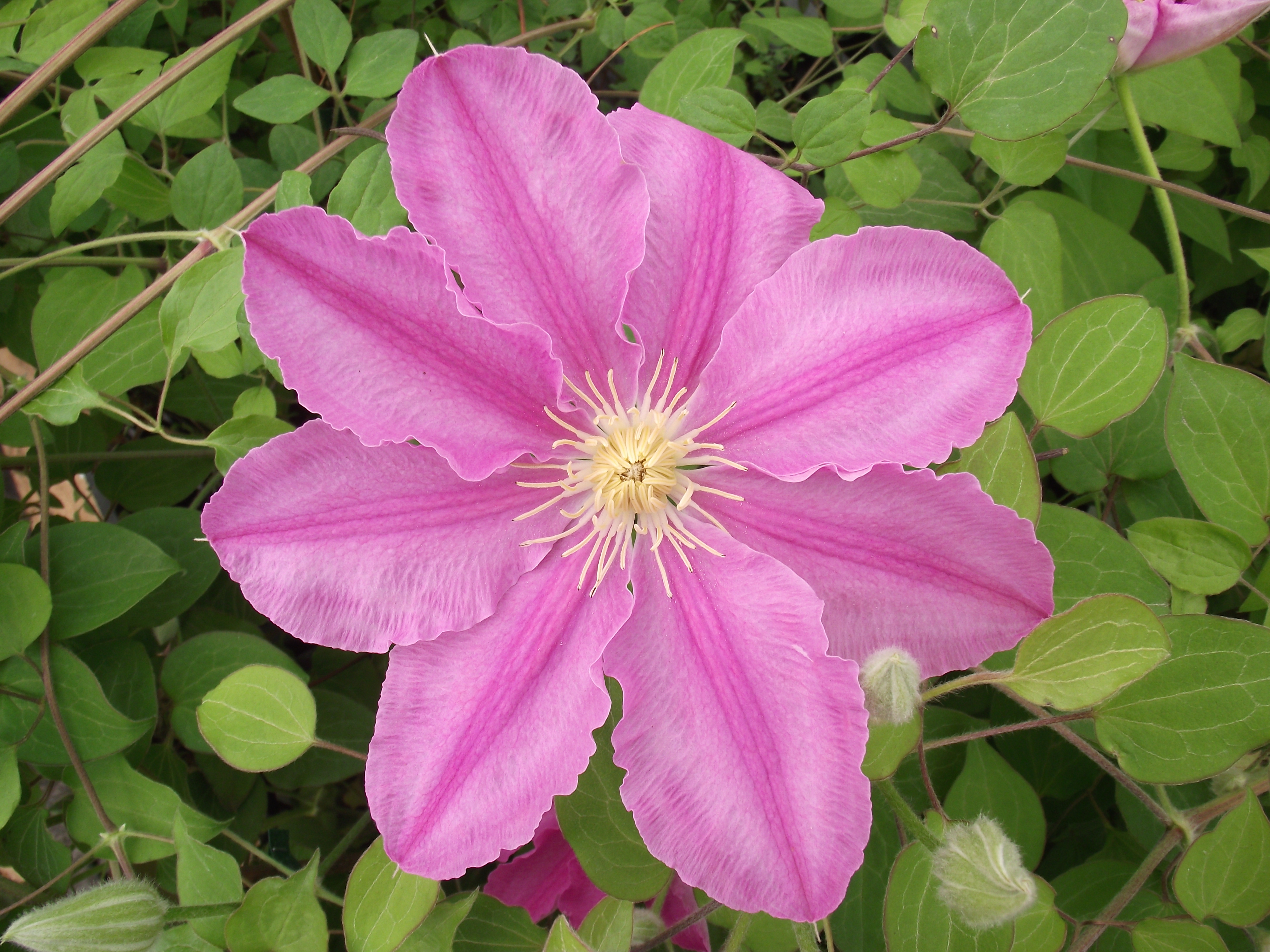 Clematis patens Abilène 2