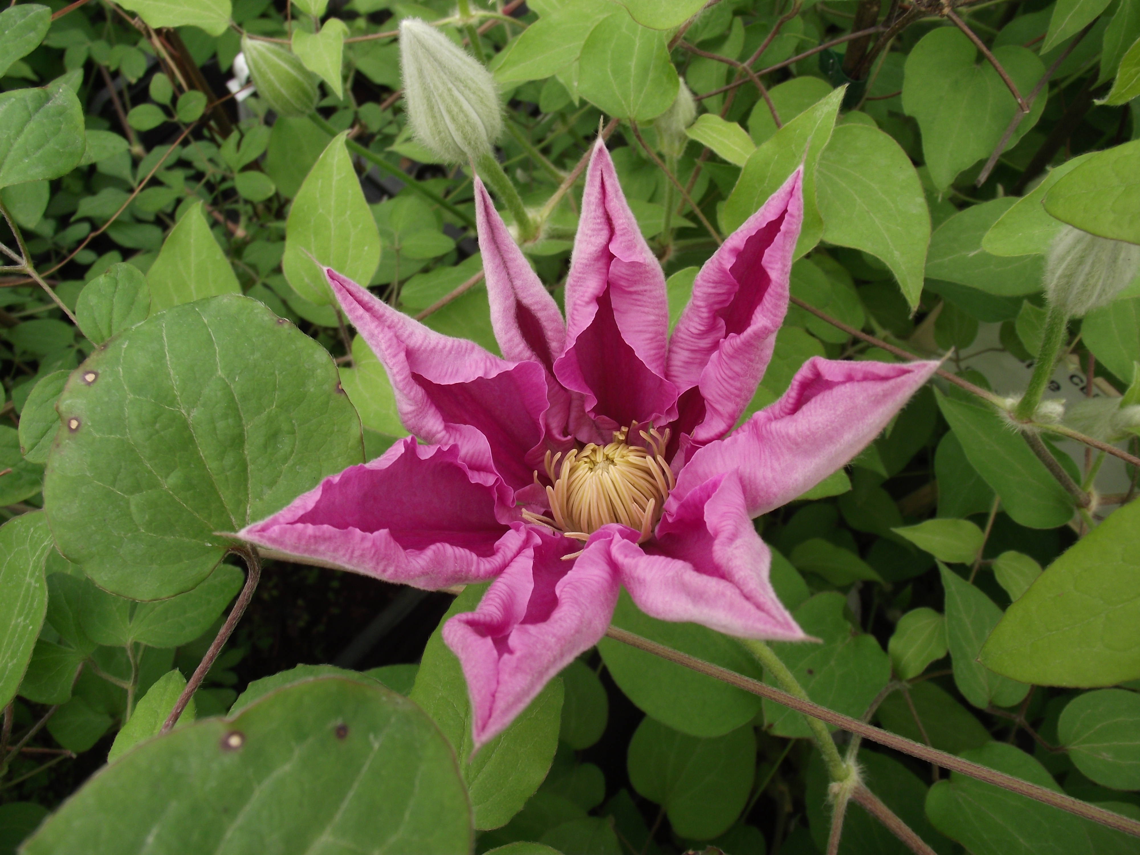 Clematis patens Abilène 3