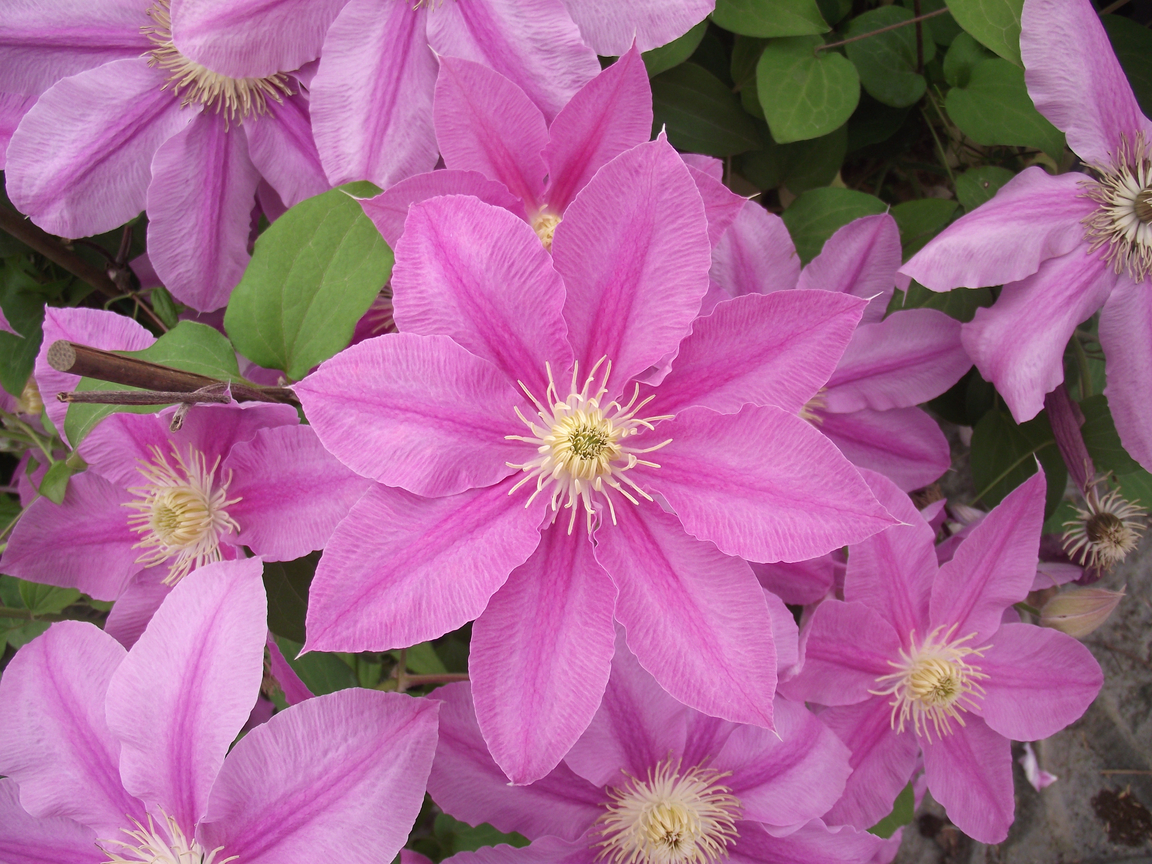 Clematis patens Abilène 'Evipo027'