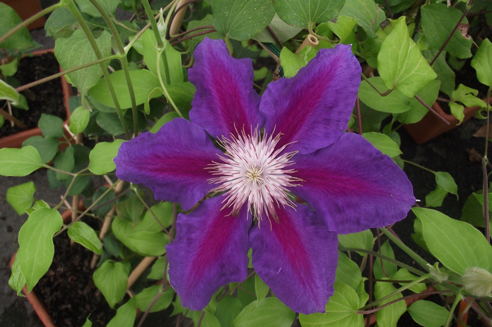 Clematis patens Anna Louise 'Evithree'