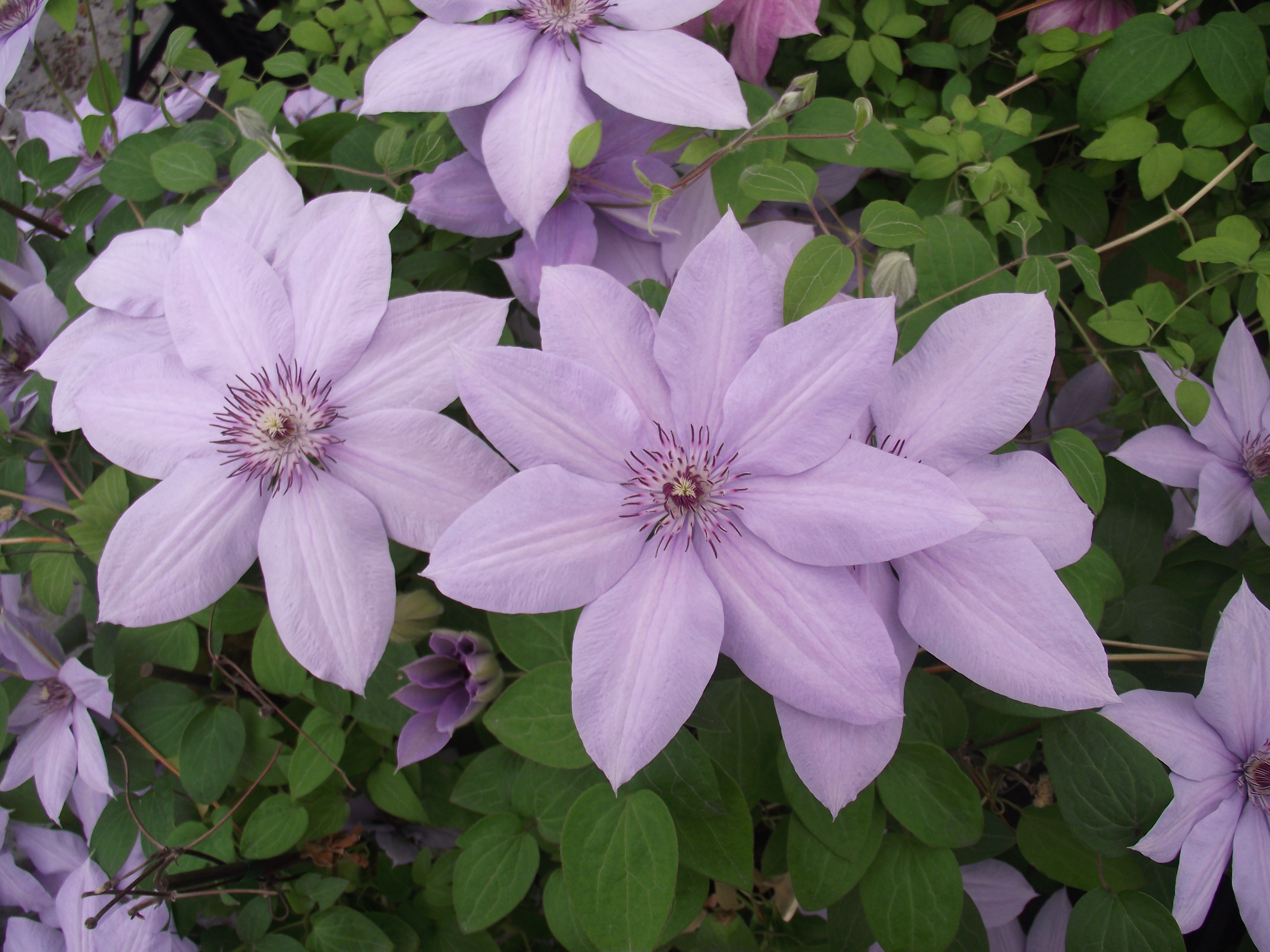 Clematis patens Bernardine 'Evipo061'