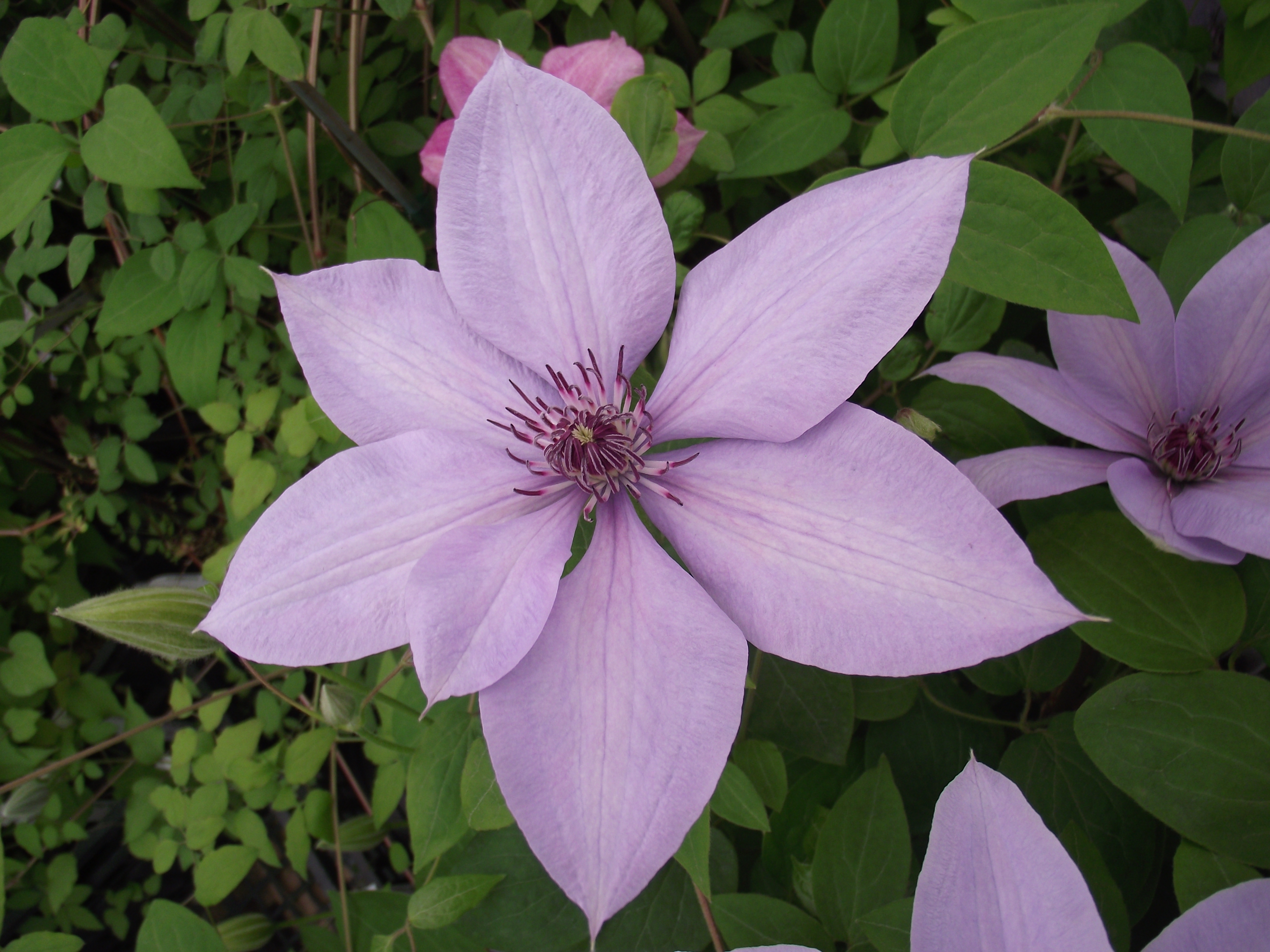 Clematis patens Bernardine 'Evipo061' 6
