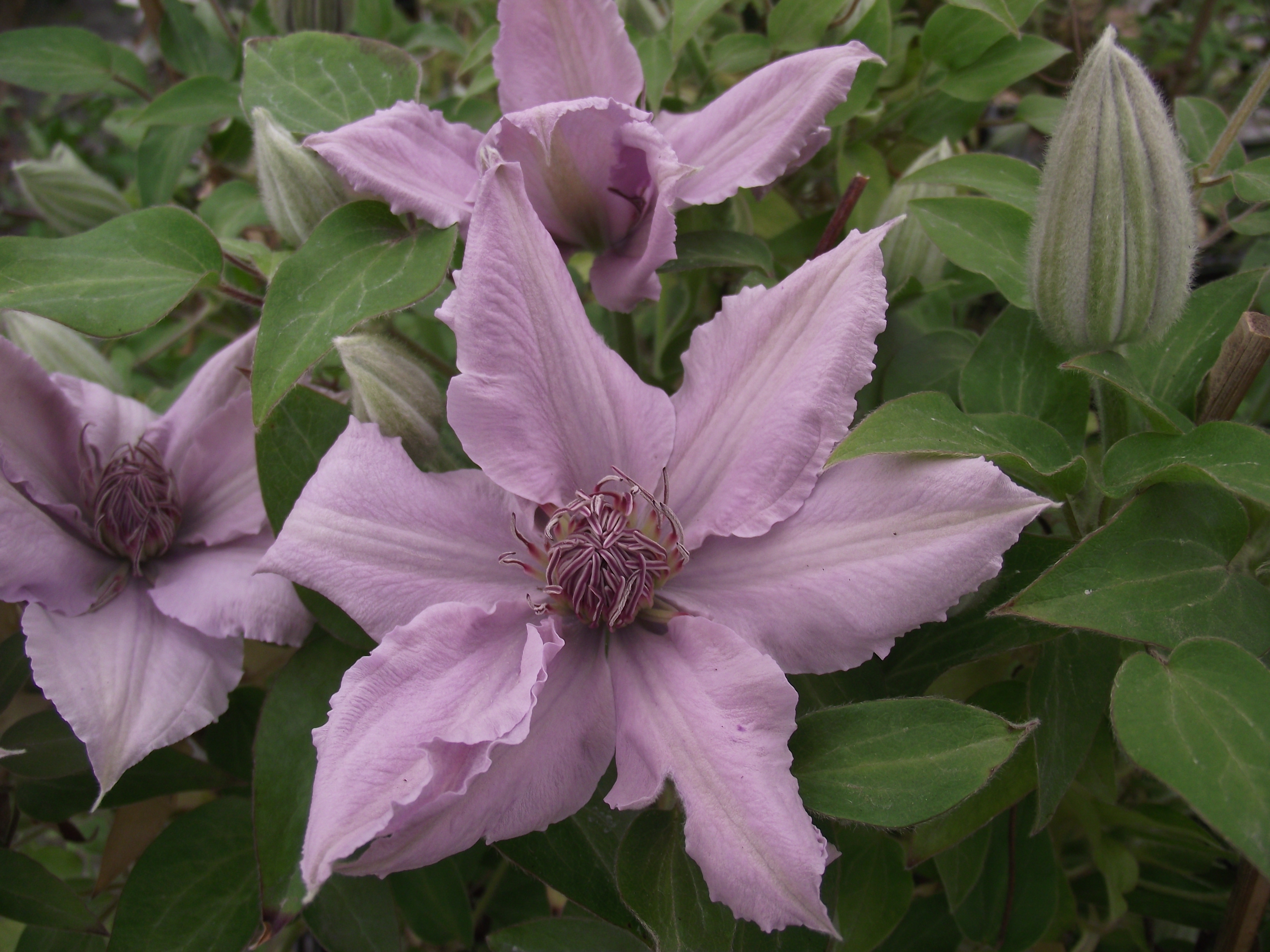 Clematis patens filigree evipo029 2