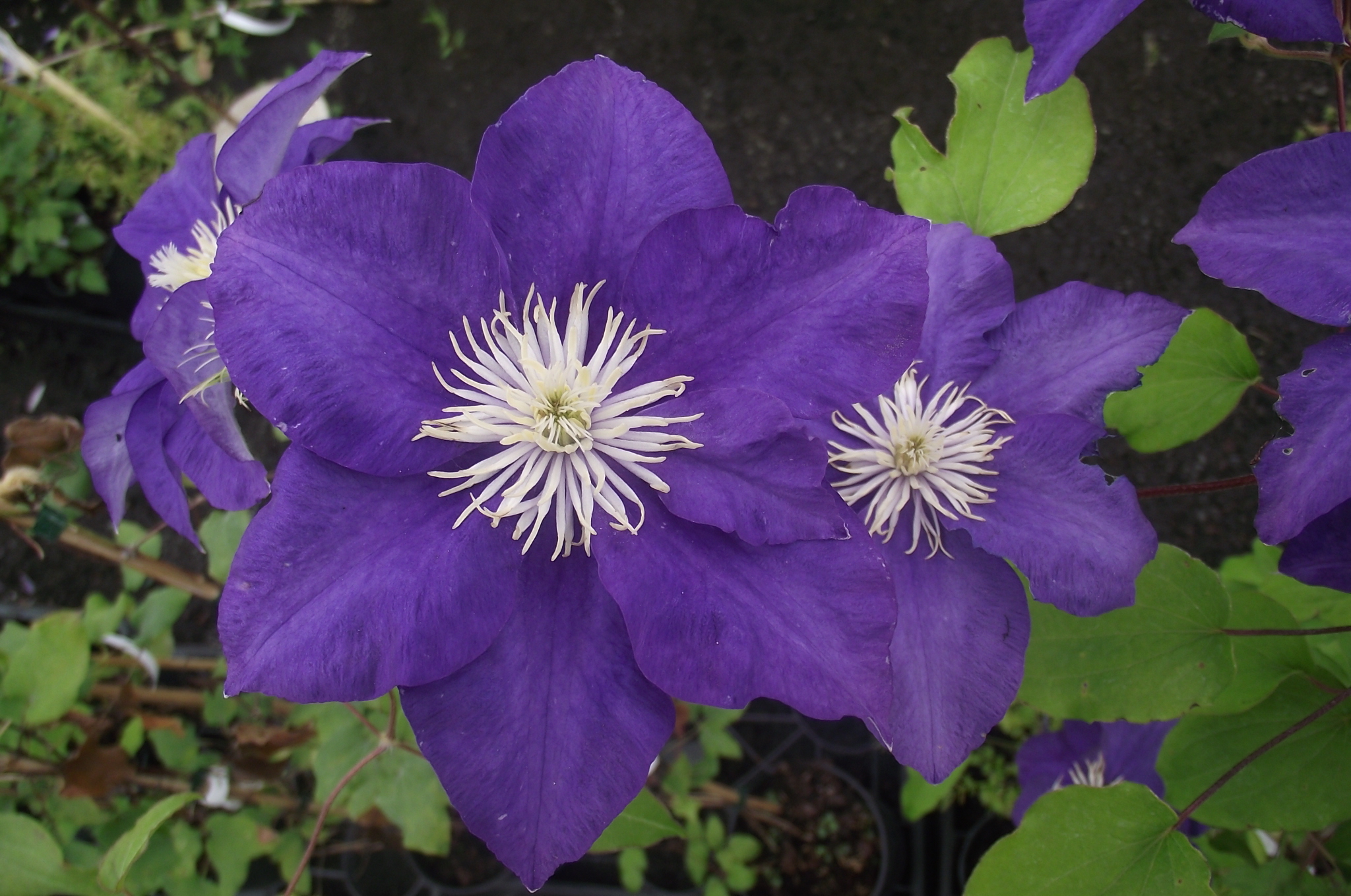 Clematis patens kingfisher evipo037