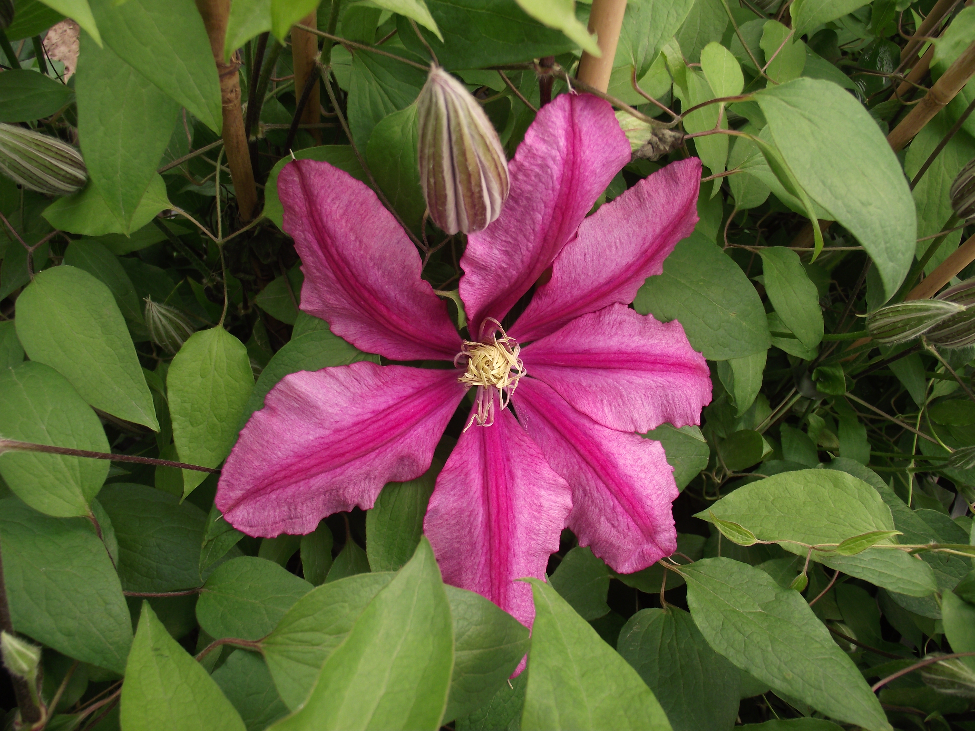 Clematis patens Liberation evifive