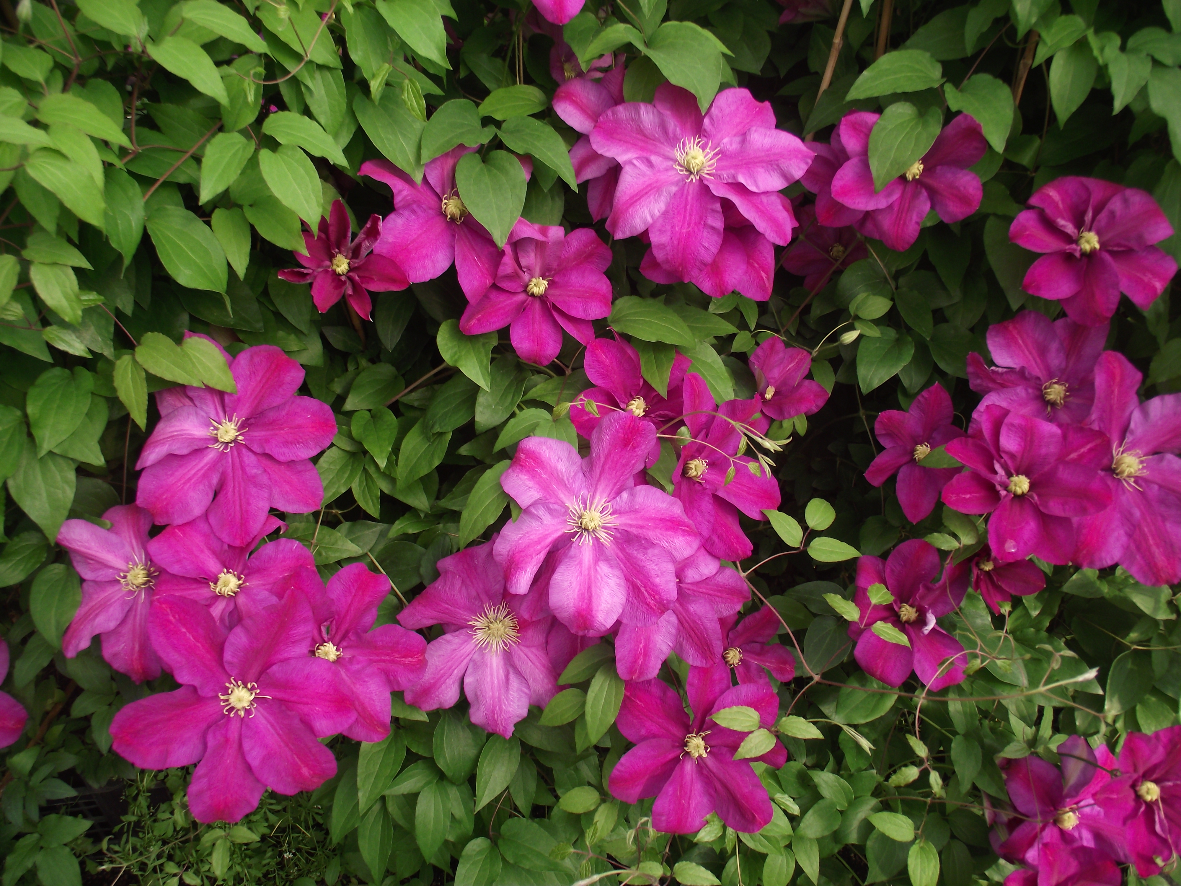 Clematis patens sunset 01
