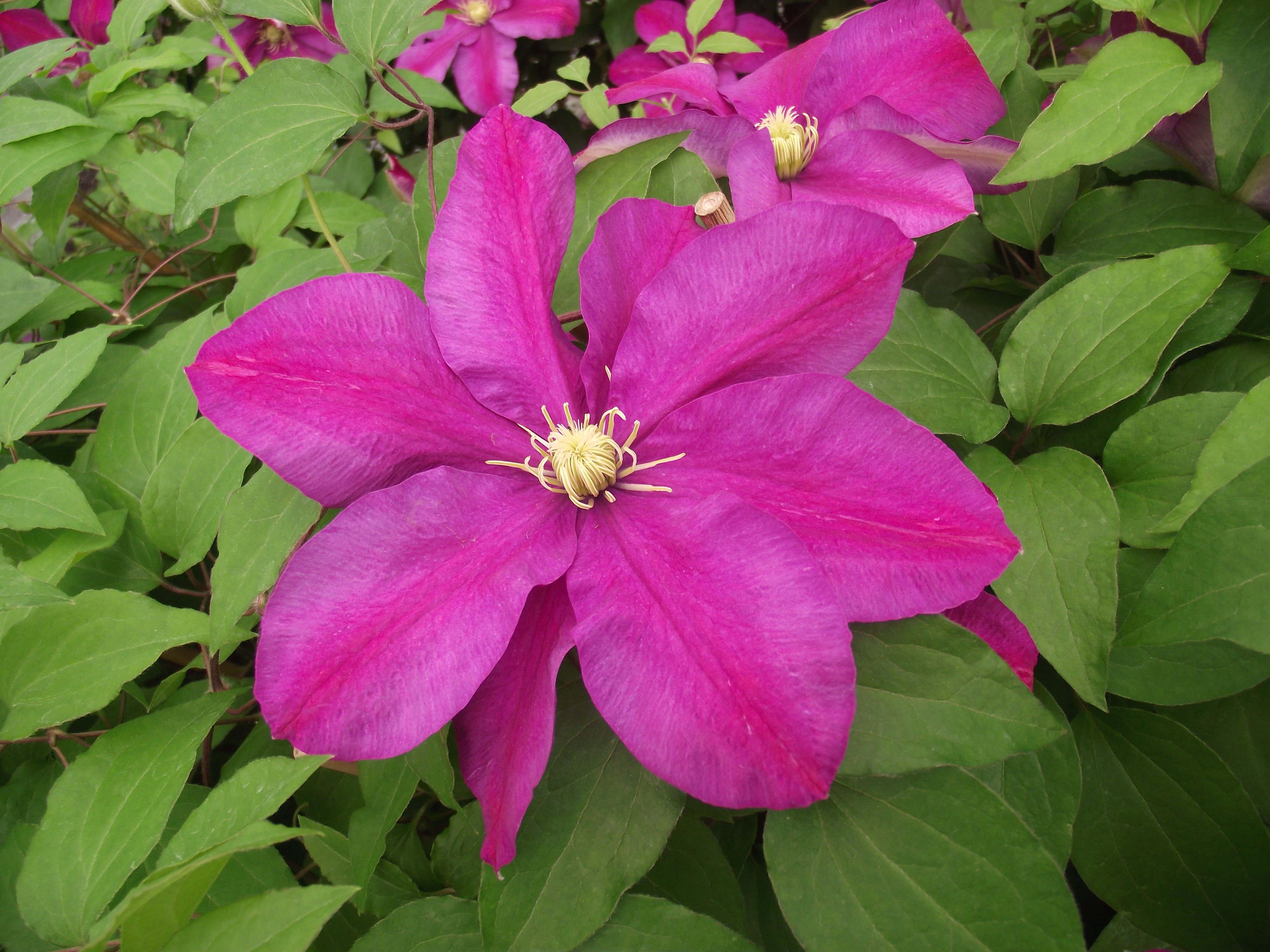 Clematis patens sunset 02