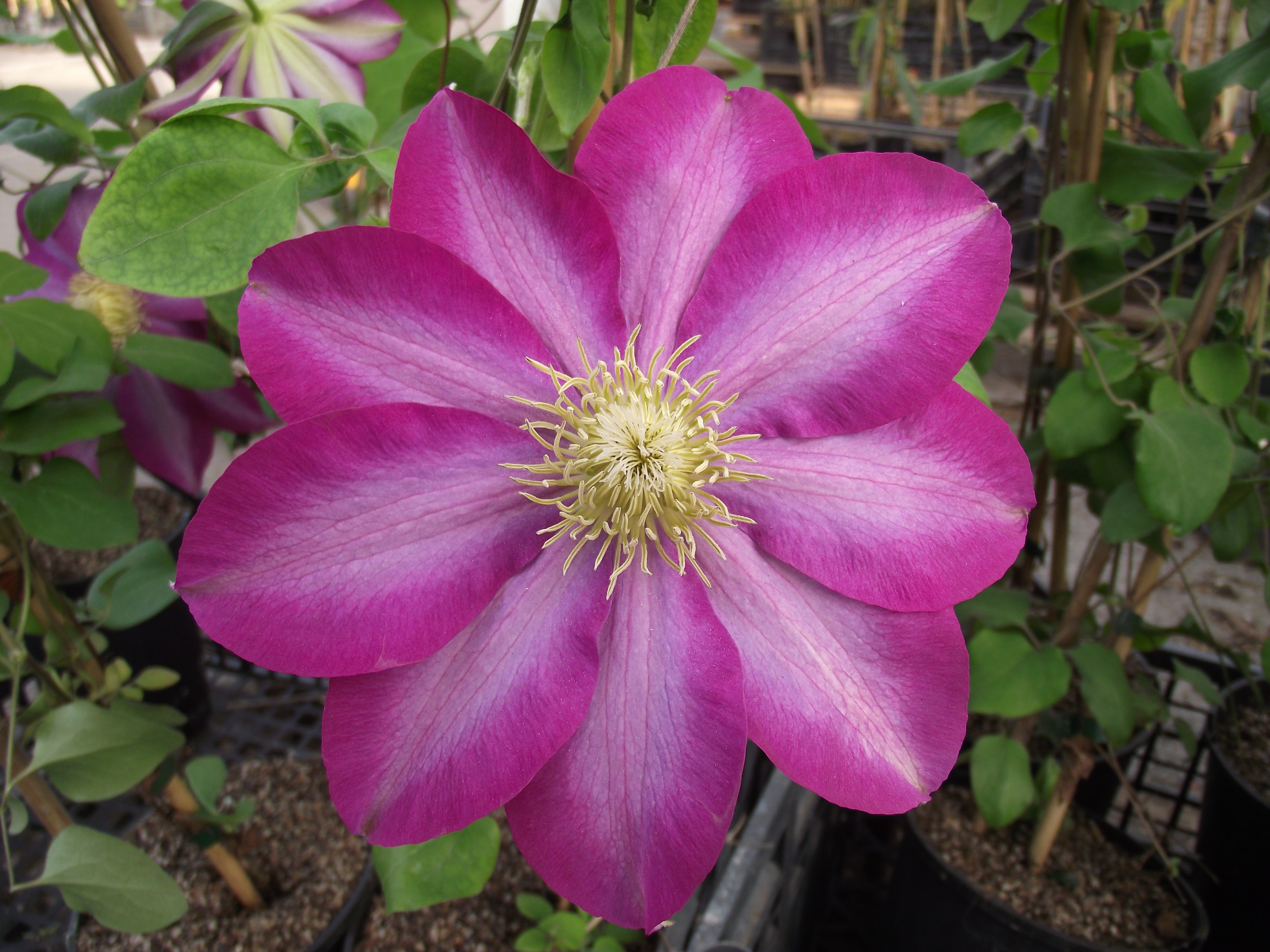 Clematis Patens X 'Asao'