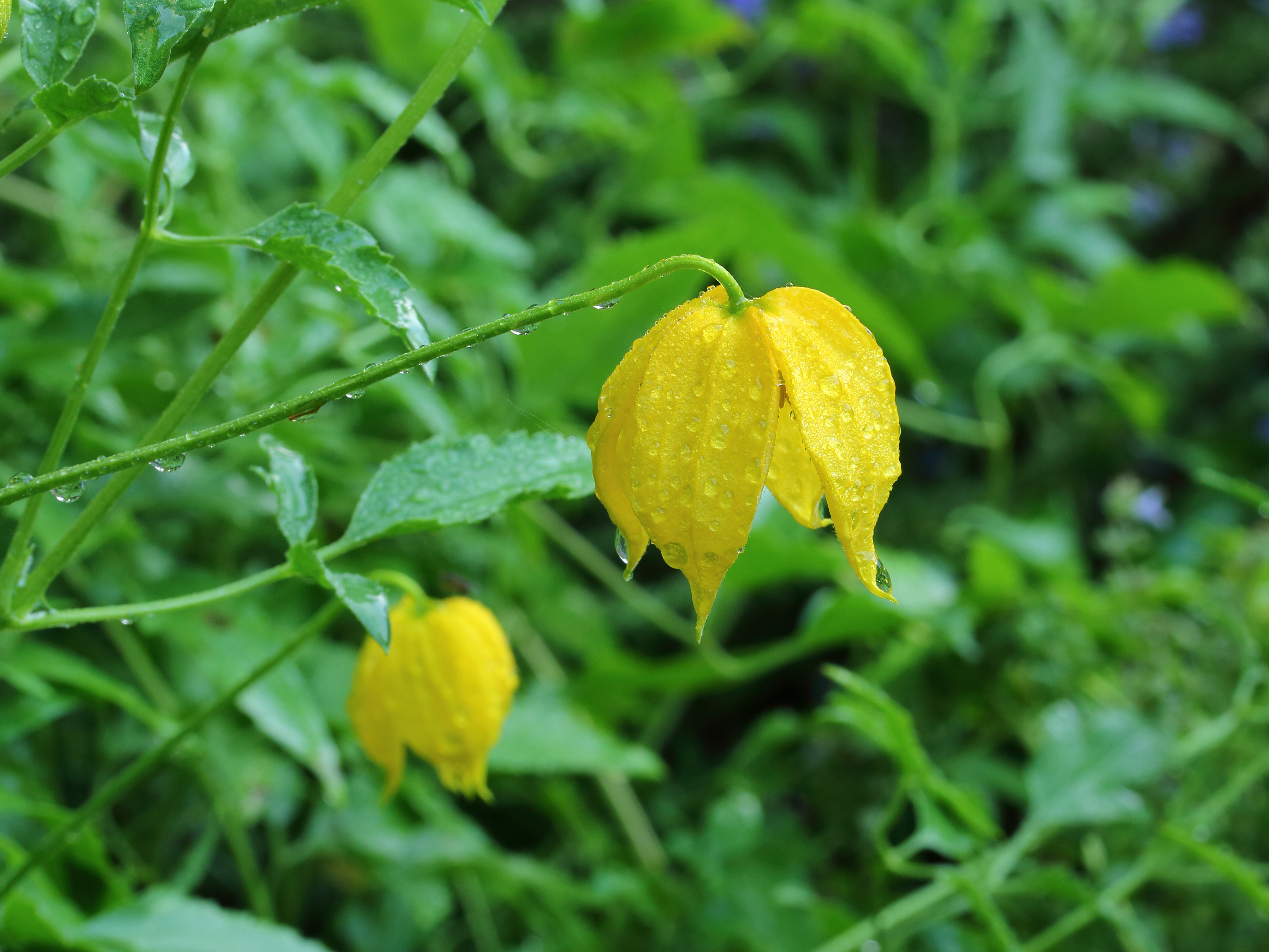 Clematis tangutica
