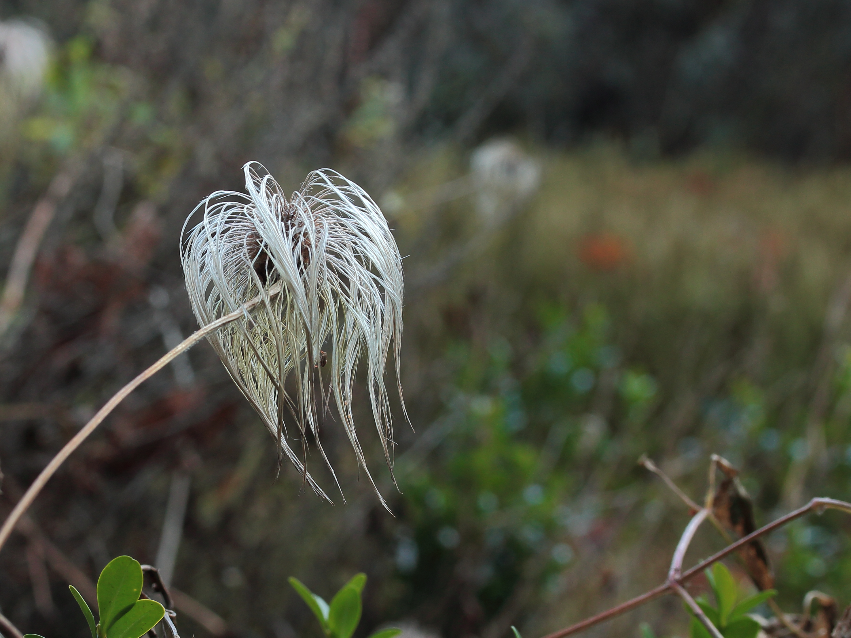 Clematis tangutica (zaadpluis) 02