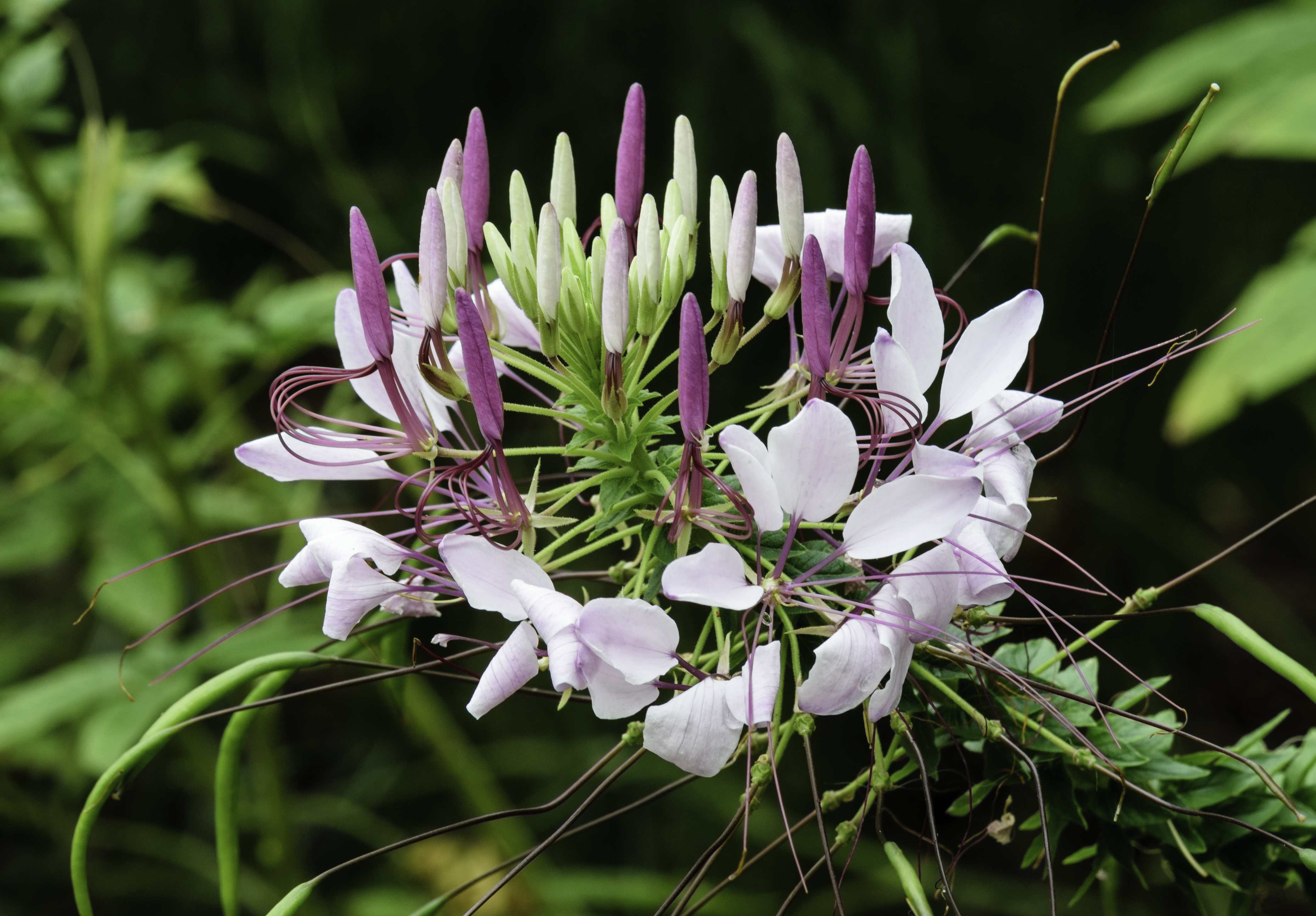 Cleome hassleriana NBG 2 LR