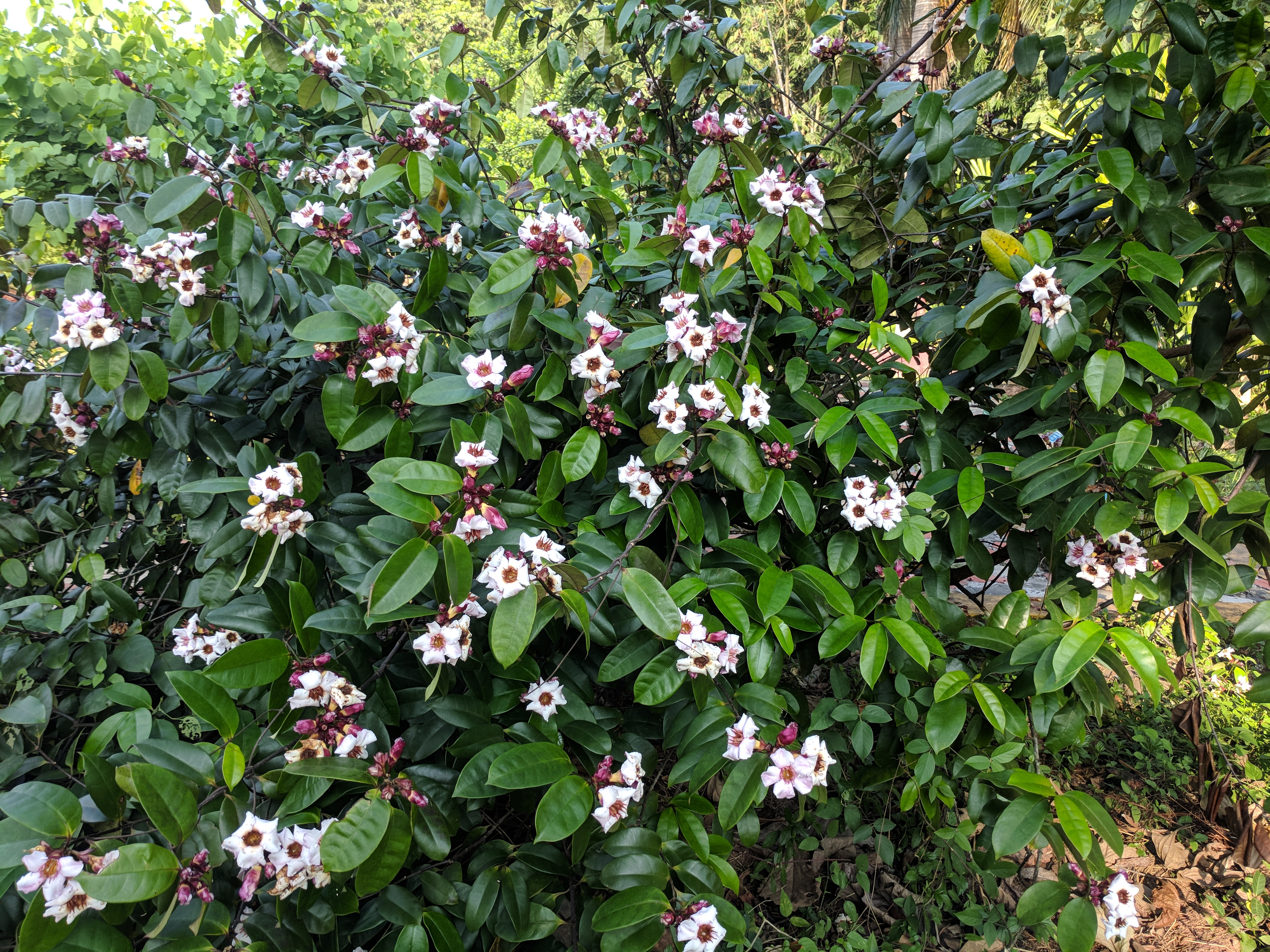 Climbing Oleander(Strophanthus gratus) 15