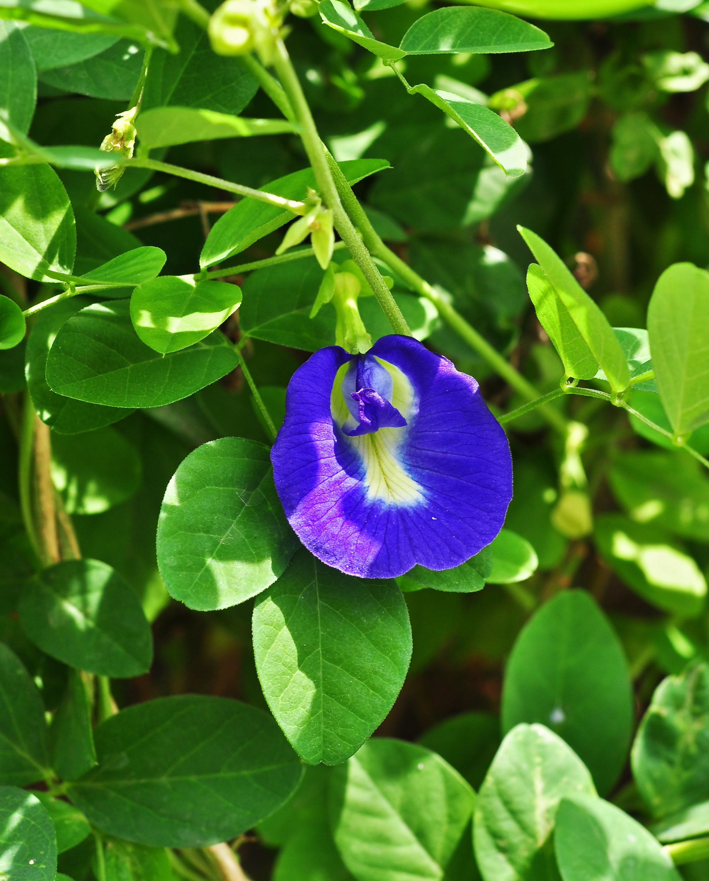 Clitoria ternatea 17 07 2013