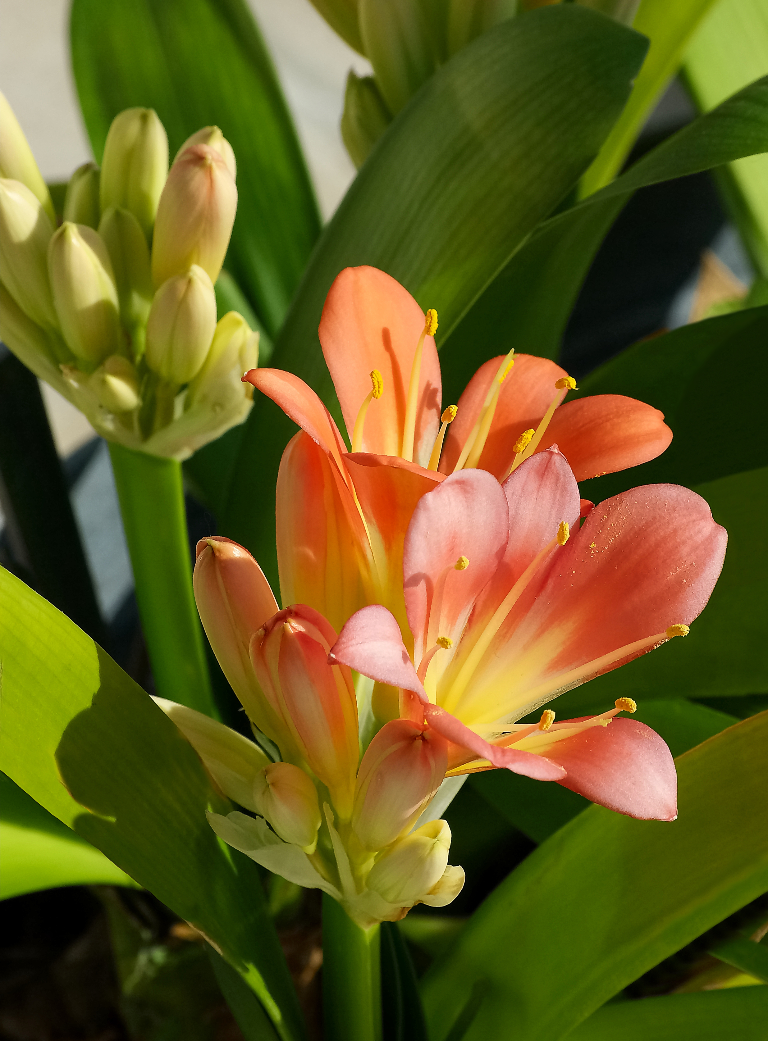 Clivia FR 2013