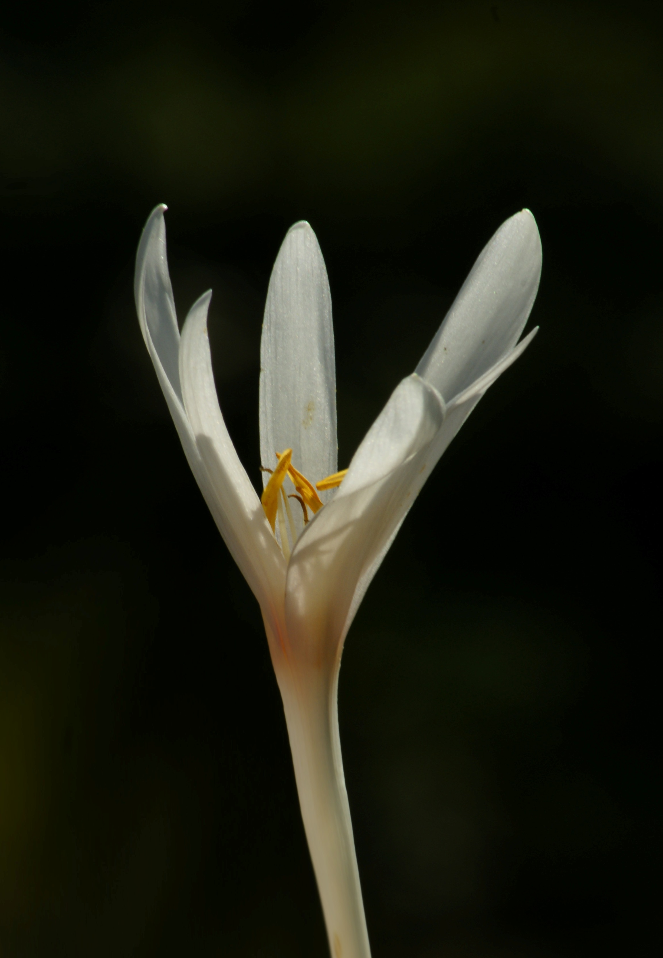 Colchicum autumnale, Herbst Zeitlose 01