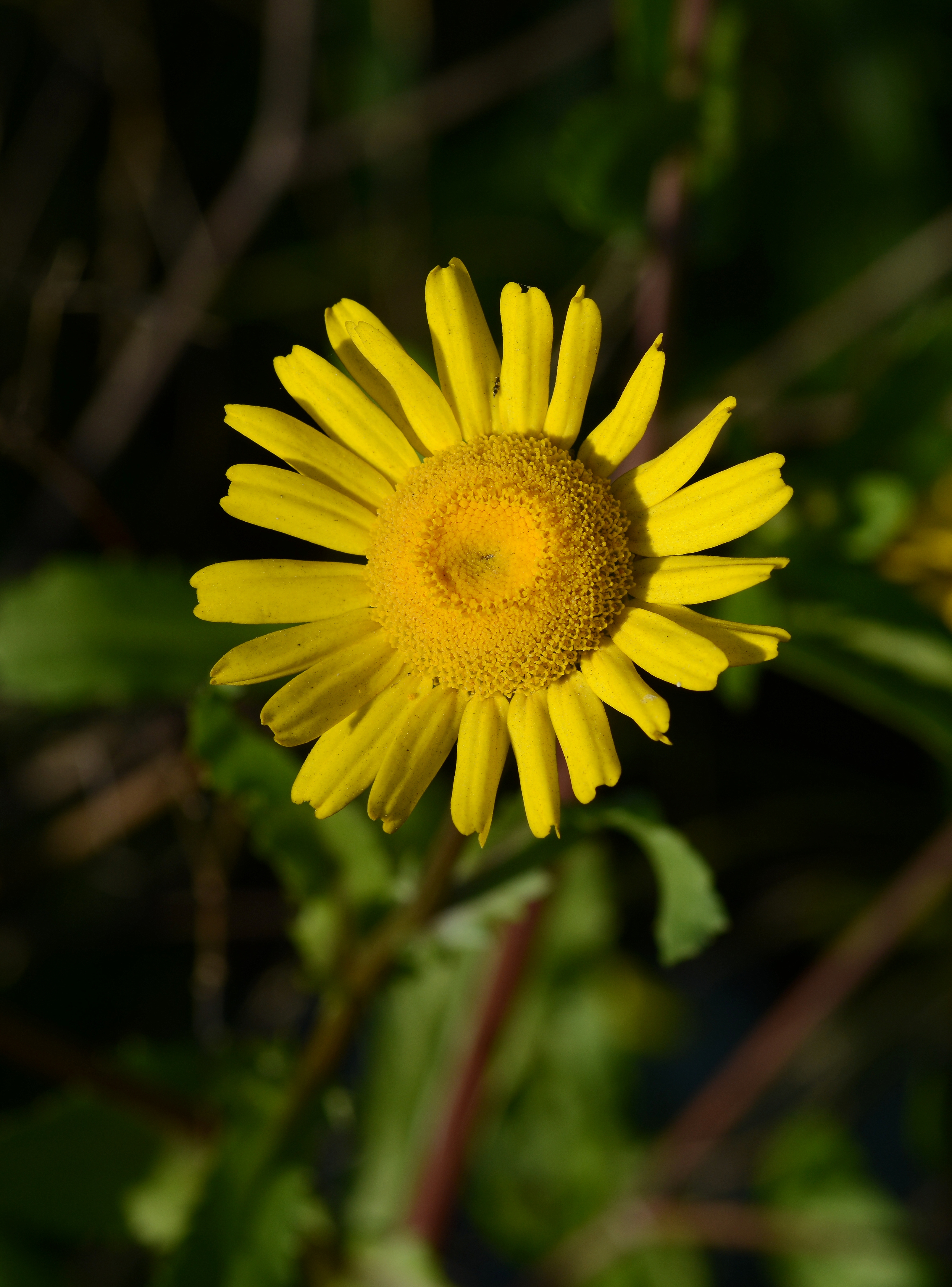 Coleostephus February 2013-3