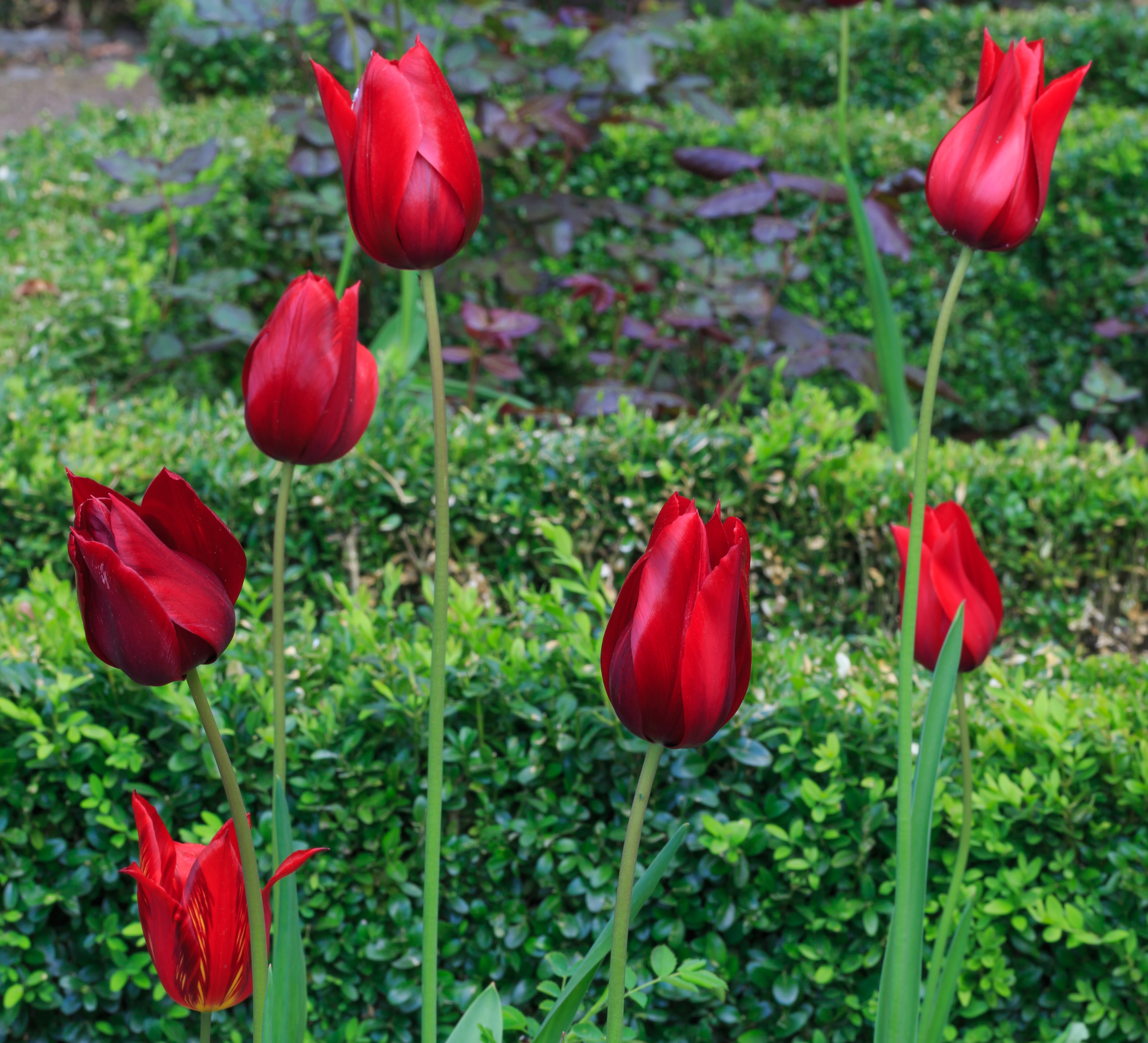 Cologne Germany Flora-Köln-Tulipa-02