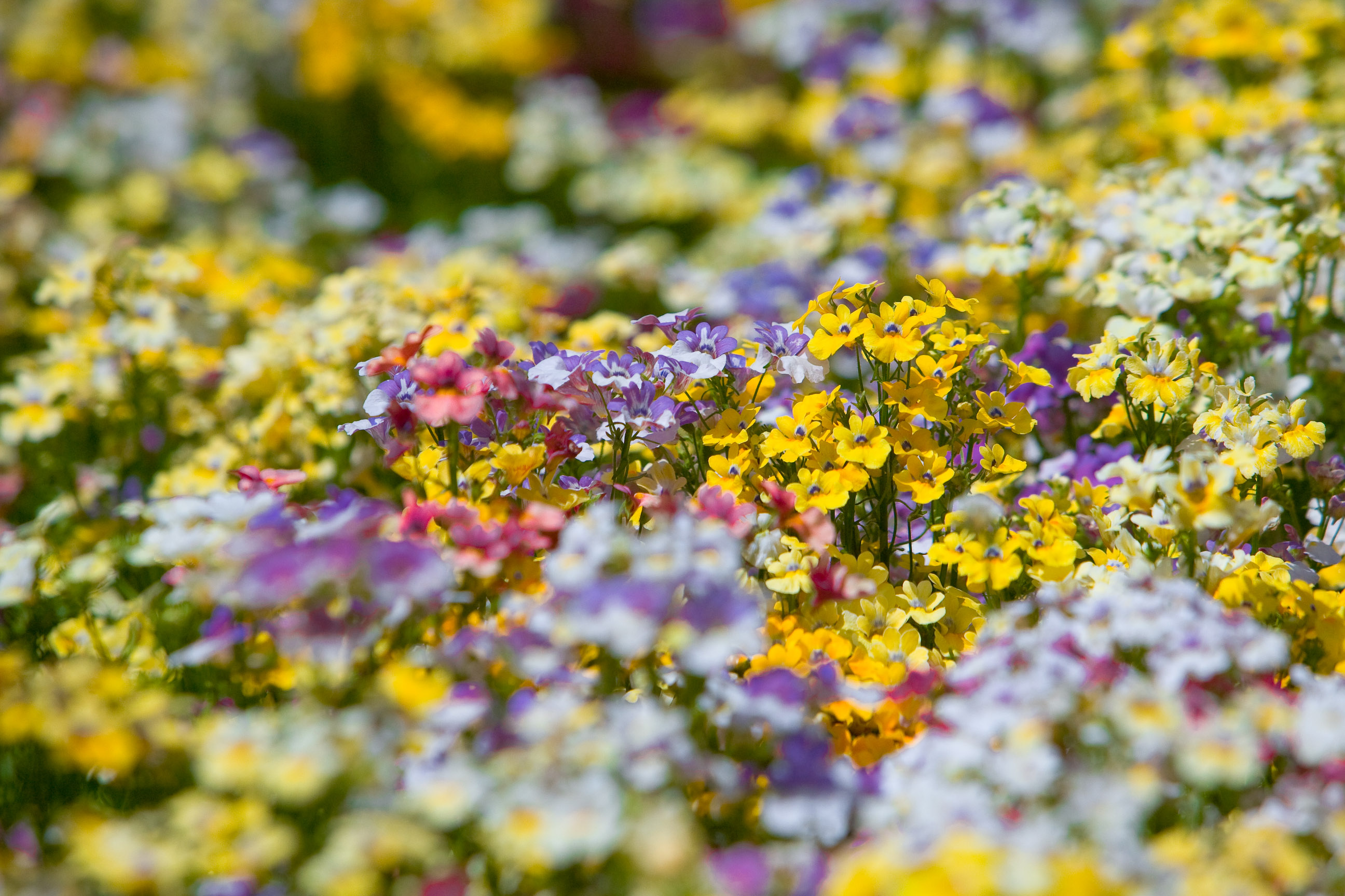 Colour attack (2555801788)