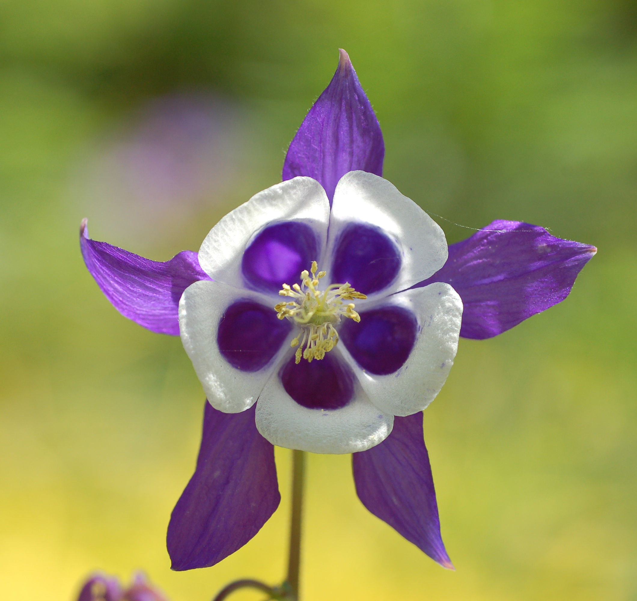 Columbine Aquilegia 'Blue Butterflies' Flower Front 2120px