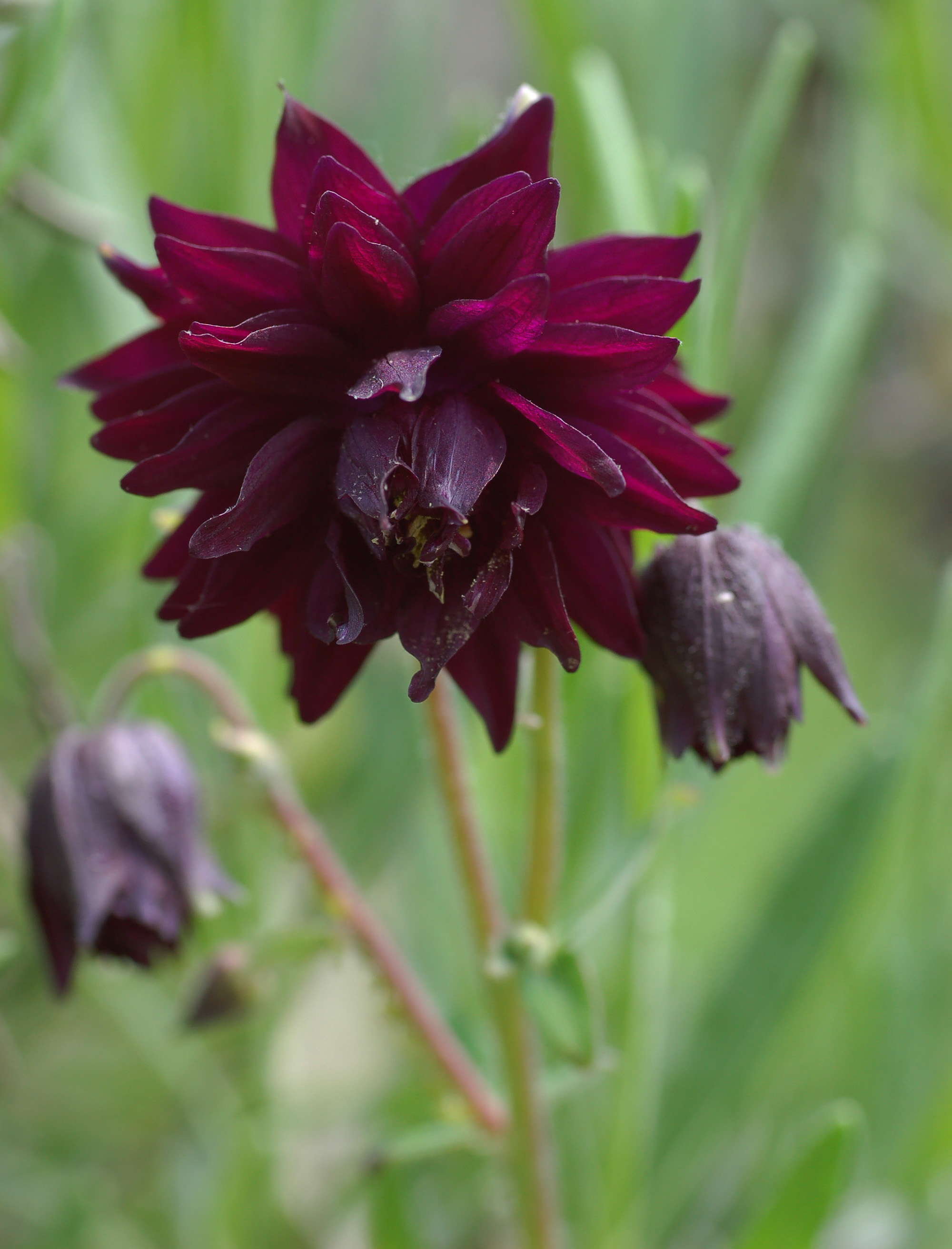 Columbine Aquilegia vulgaris 'Black Barlow' Flower 2000px
