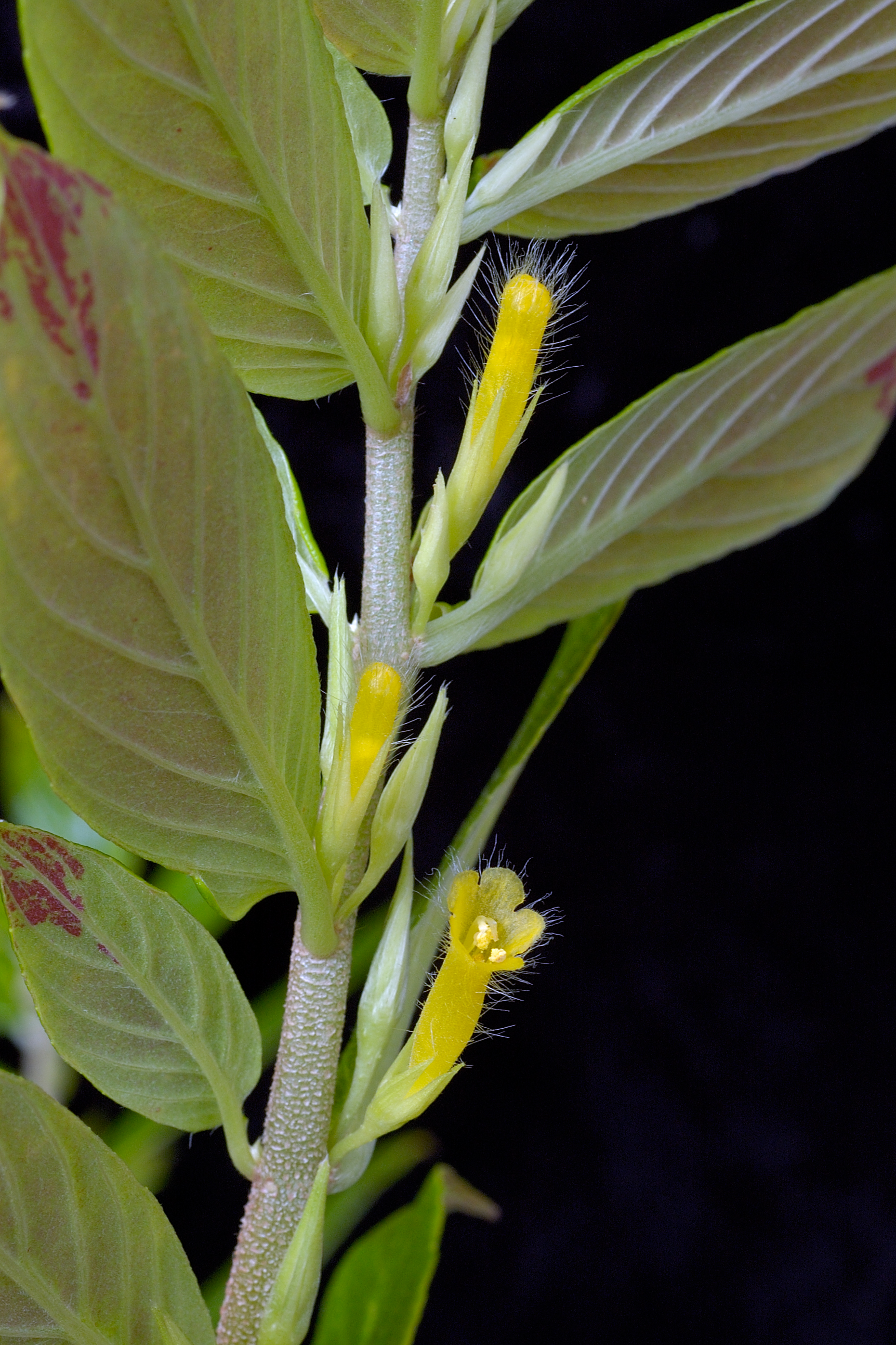 Columnea orientandina -1