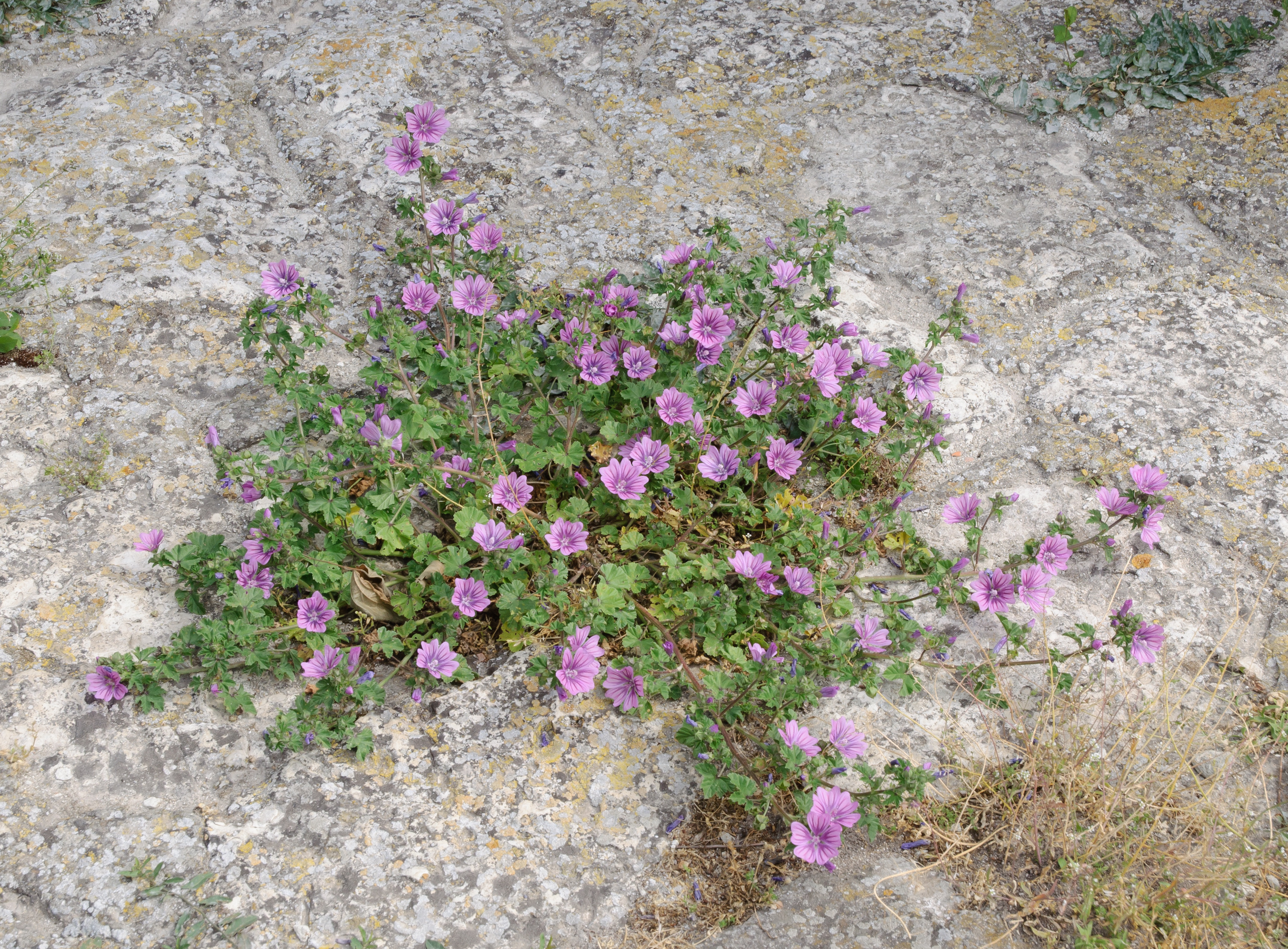 Common mallow - Malva sylvestris