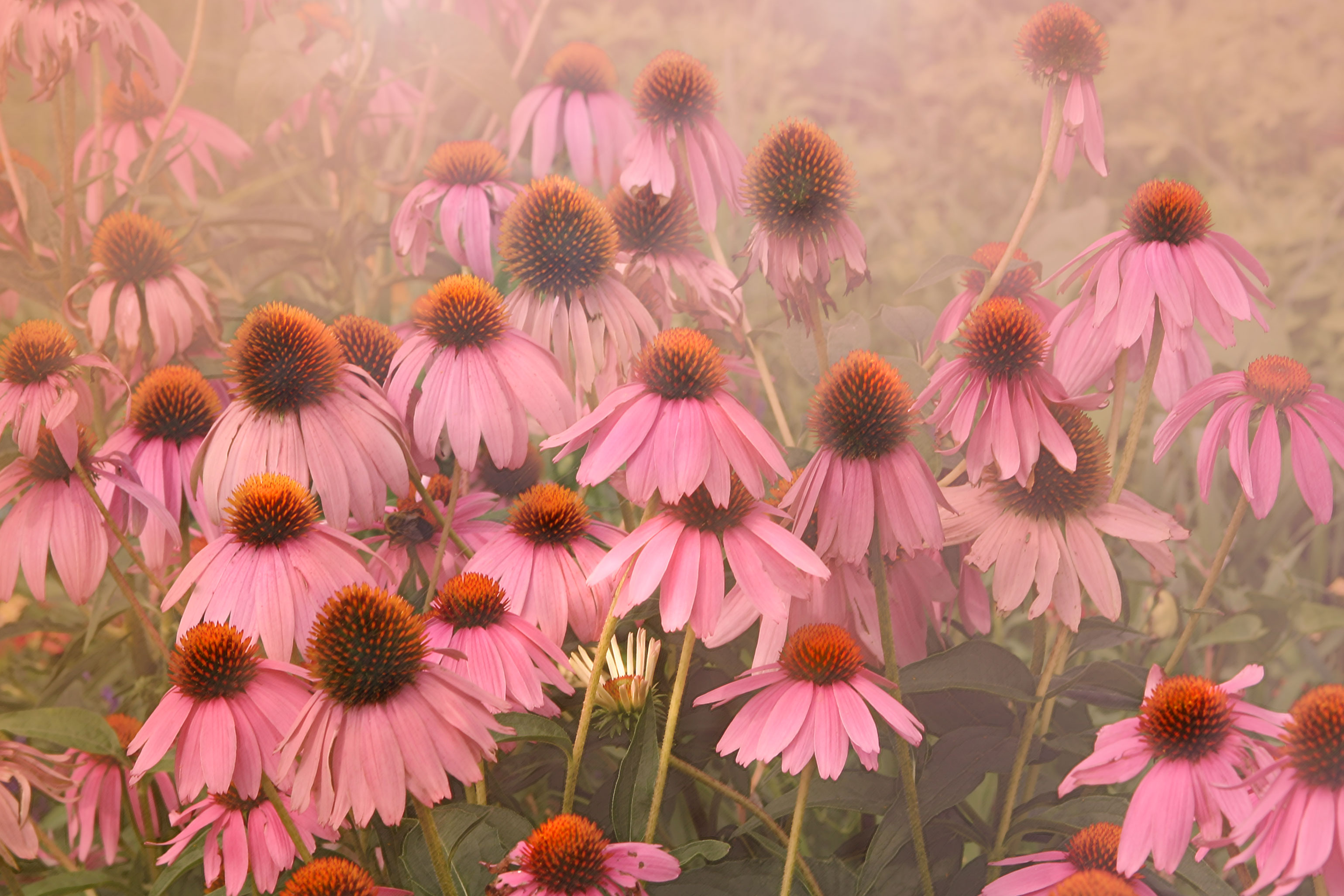 ConeflowerPurple