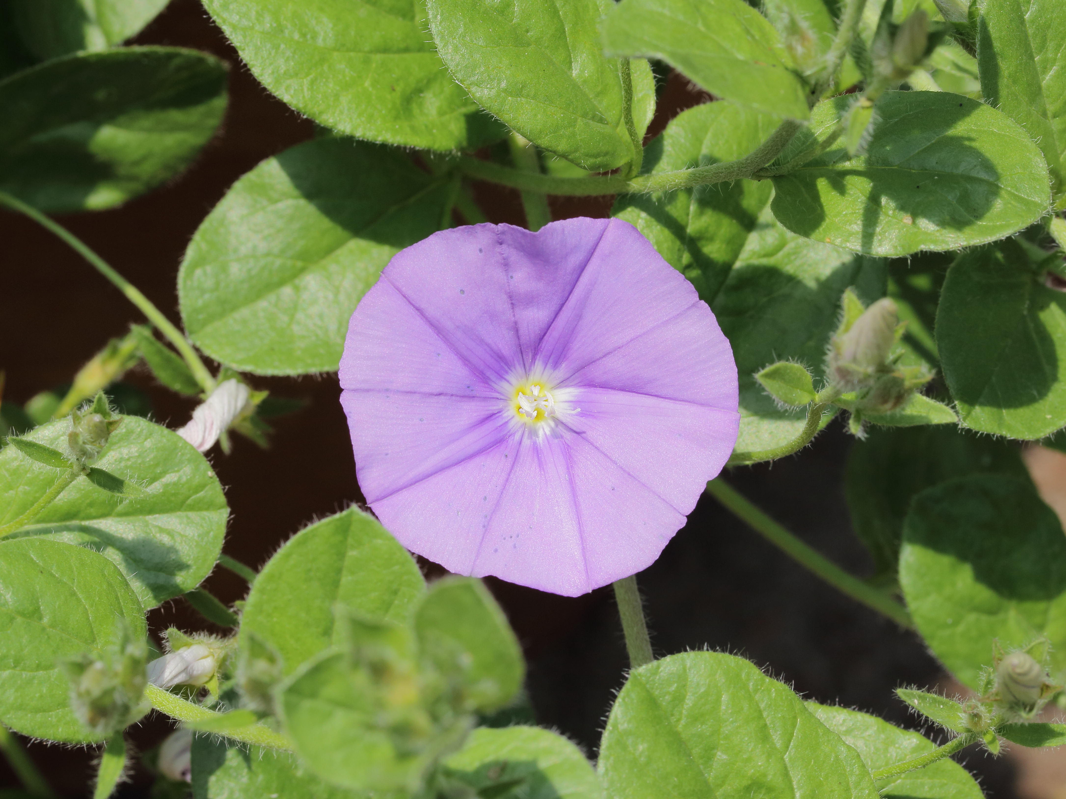 Convolvulus sabatius 02