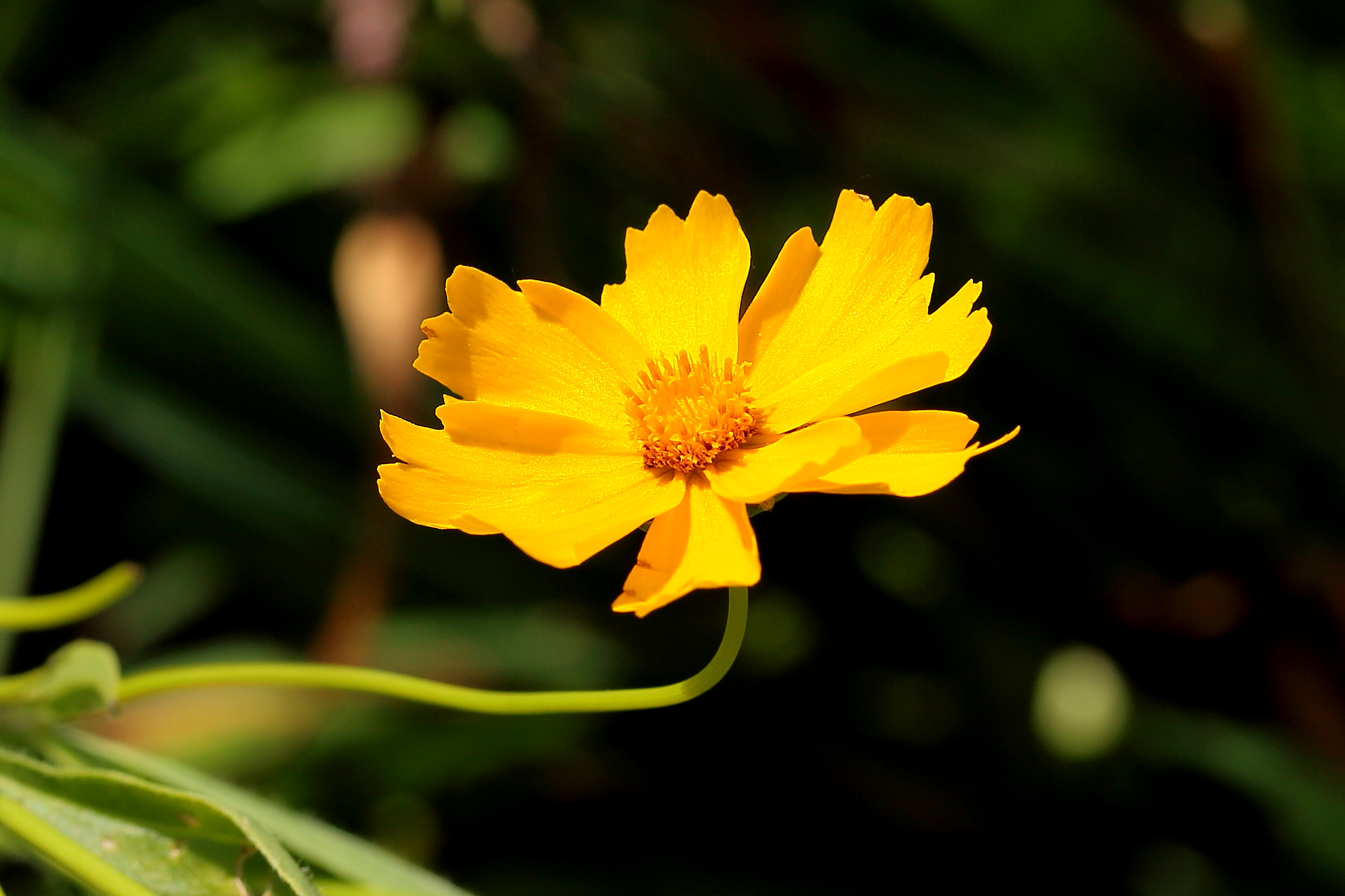 Coreopsis, meisjesogen