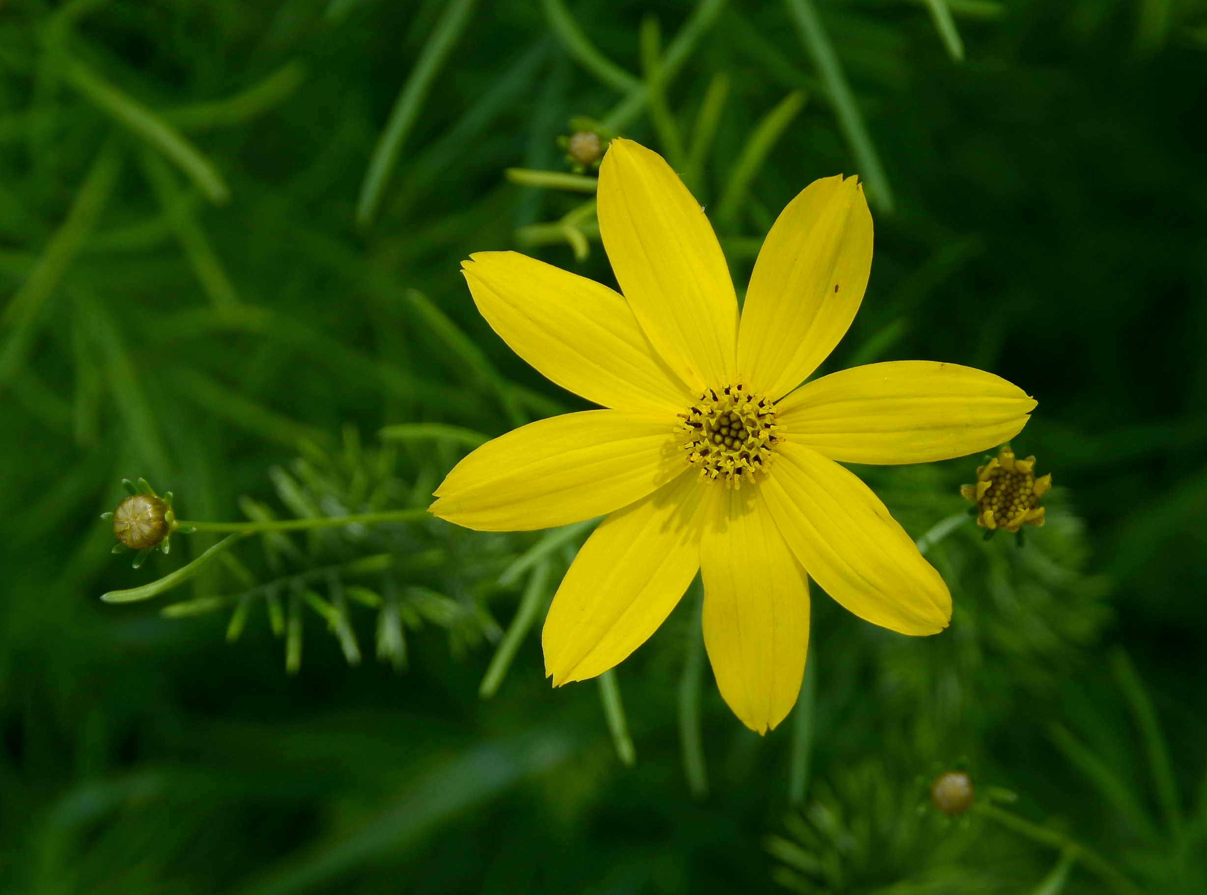 Coreopsis May 2014-1
