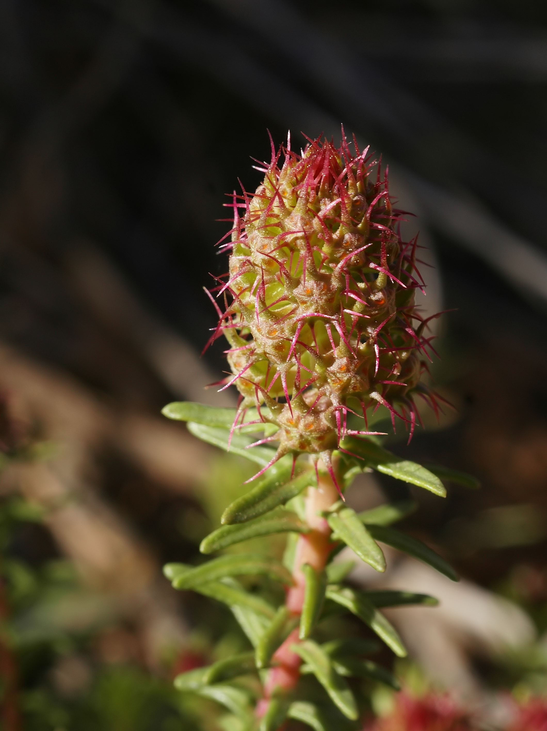 Coris monspeliensis subs.monspeliensis